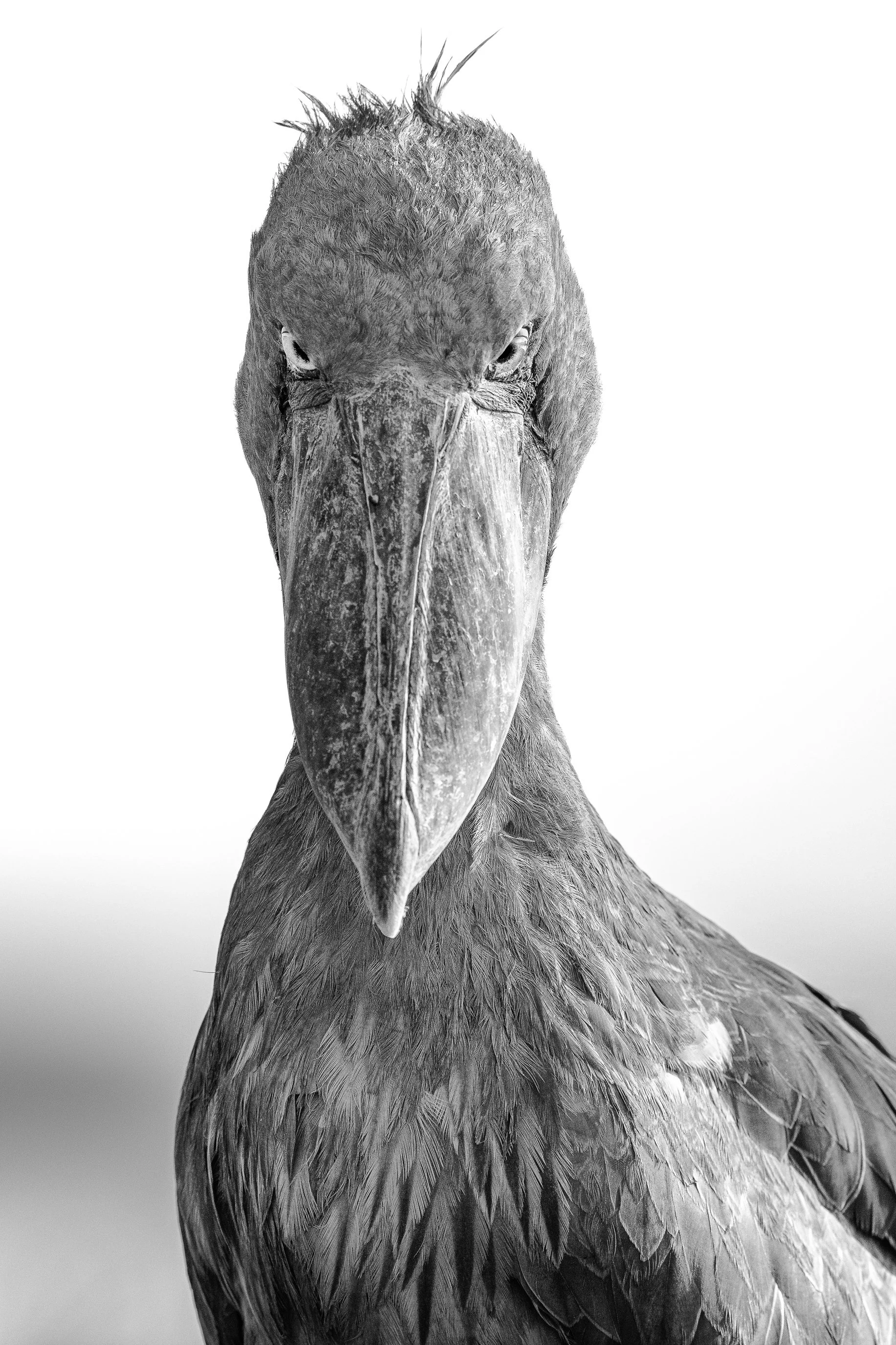 shoebill sb4.jpg