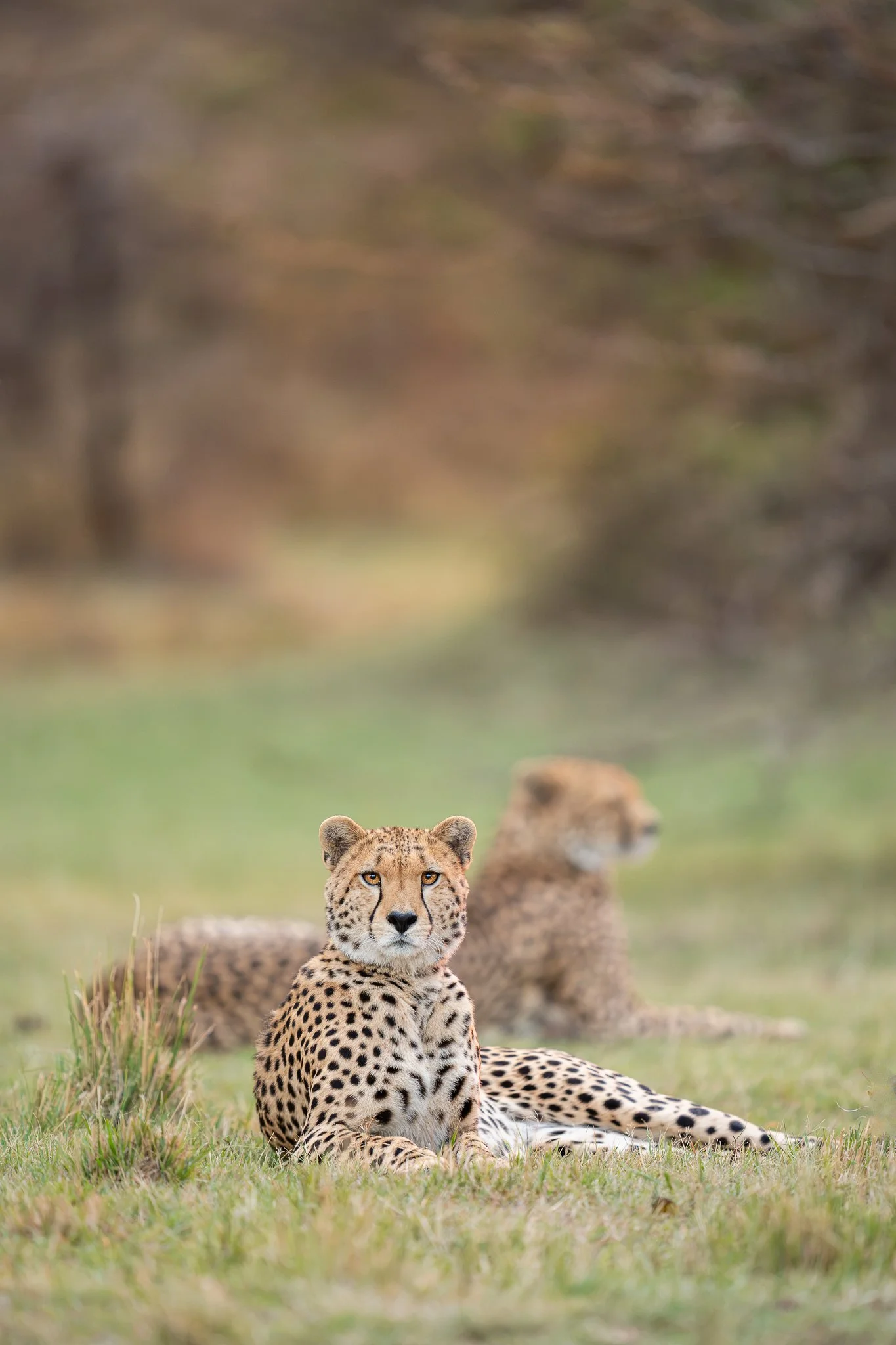 mara_cheetah2.jpg