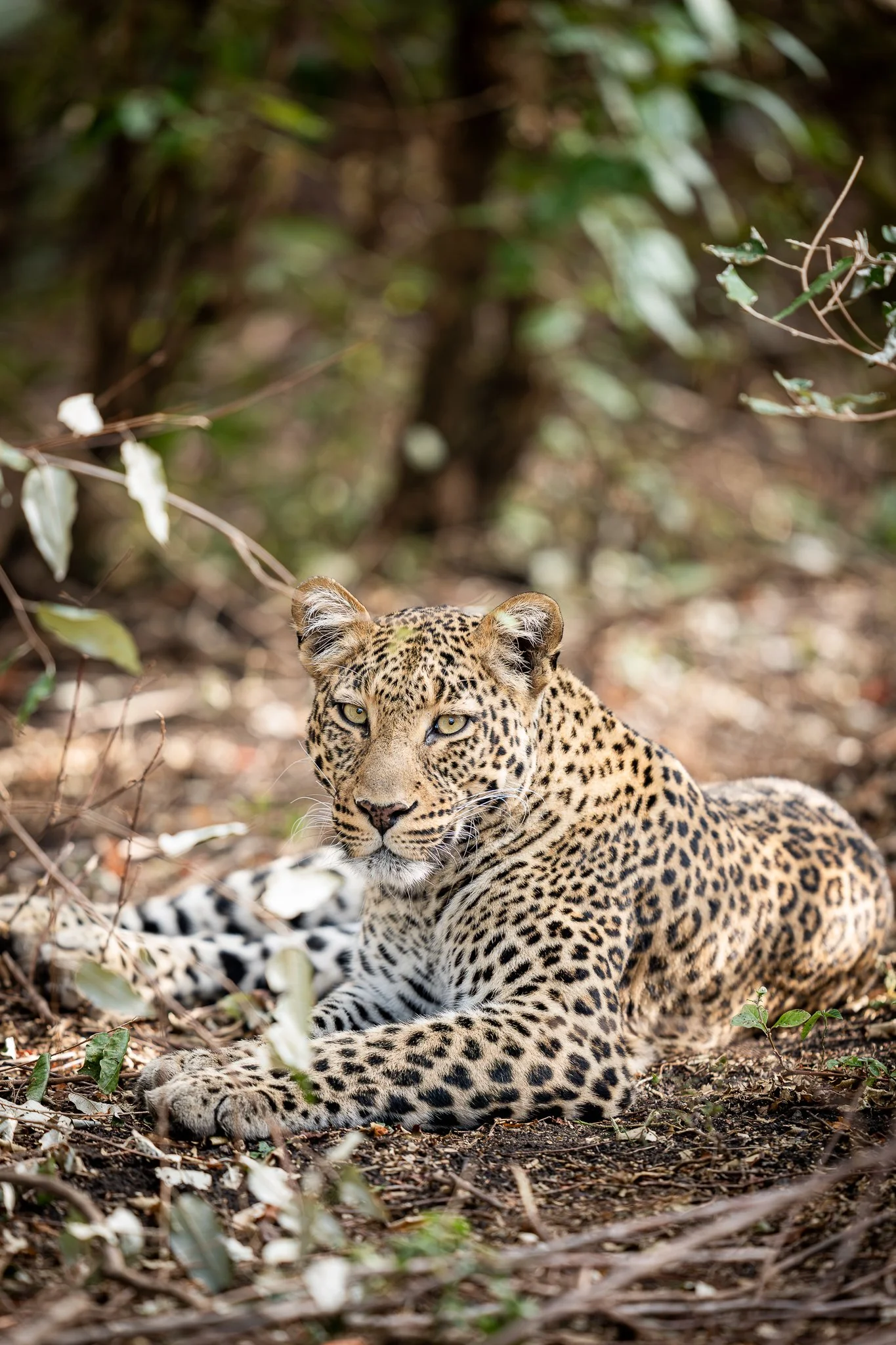 mara_leopard5.jpg