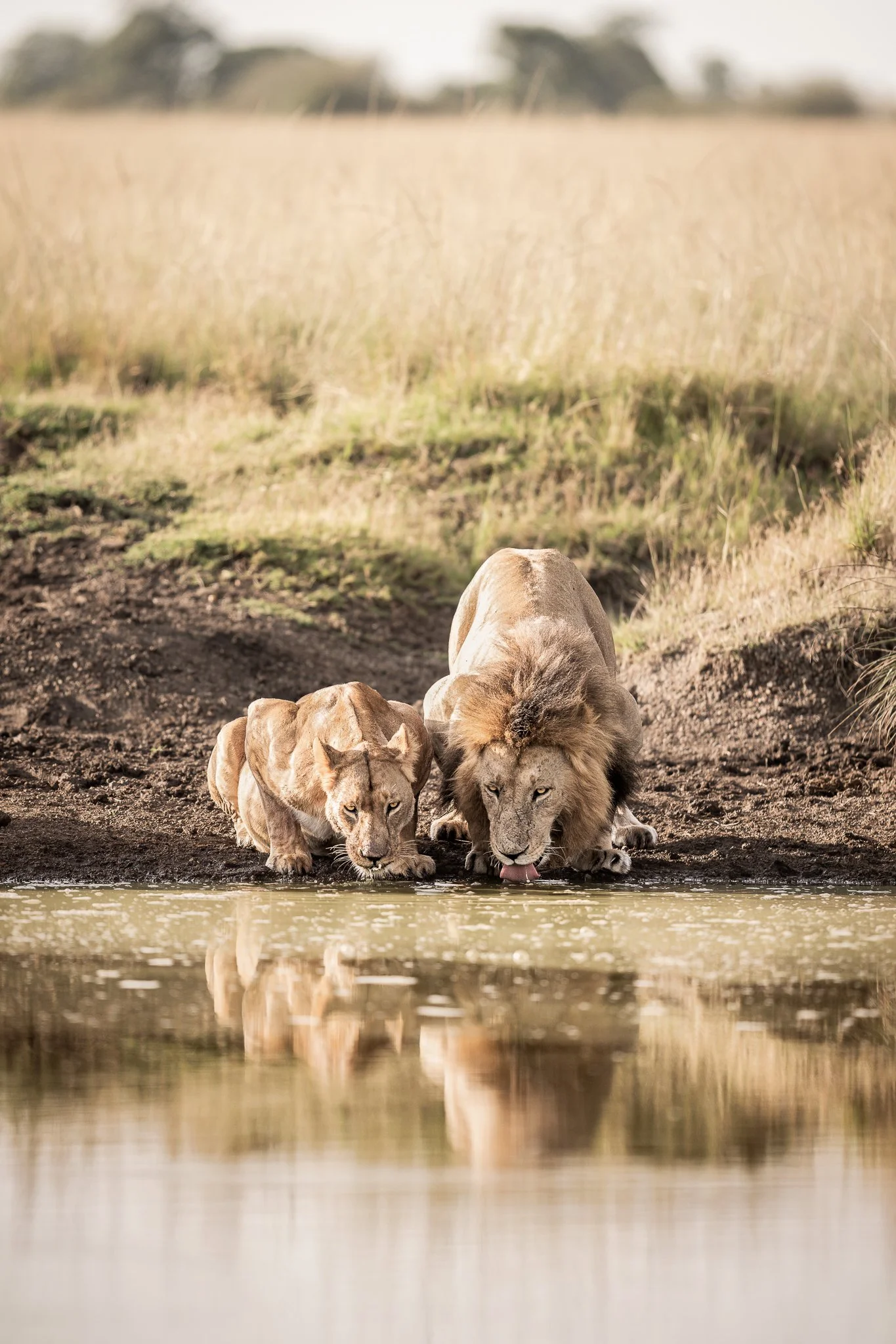 mara_lionnorth2.jpg