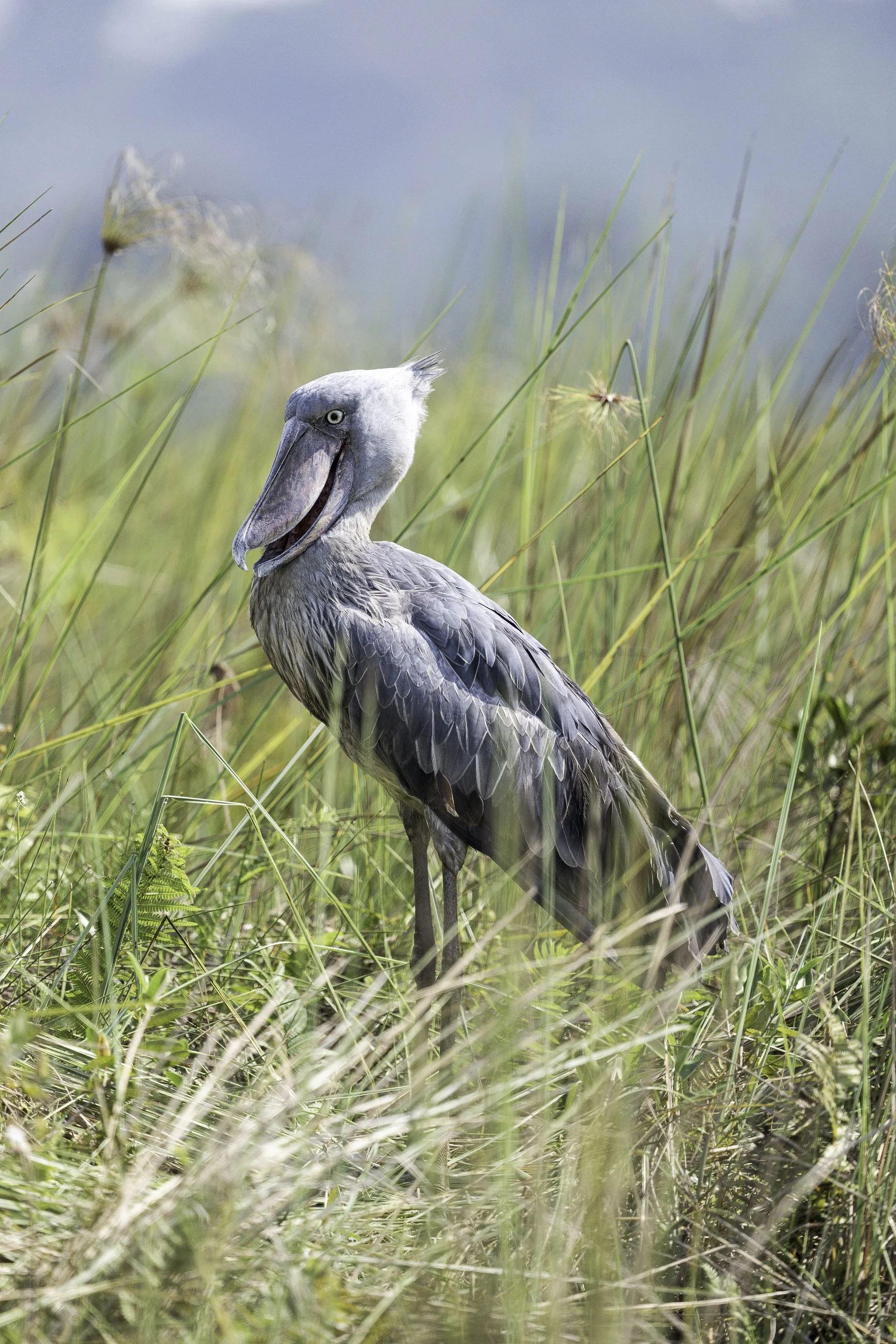 shoebill 1-3.jpg
