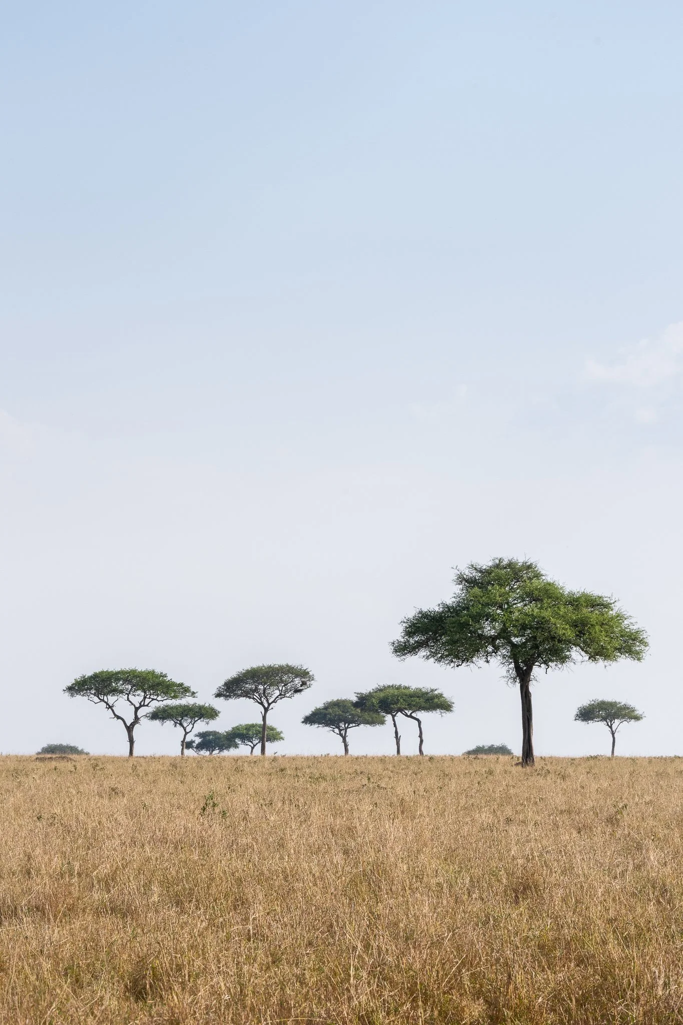 tanzanio_trees.jpg