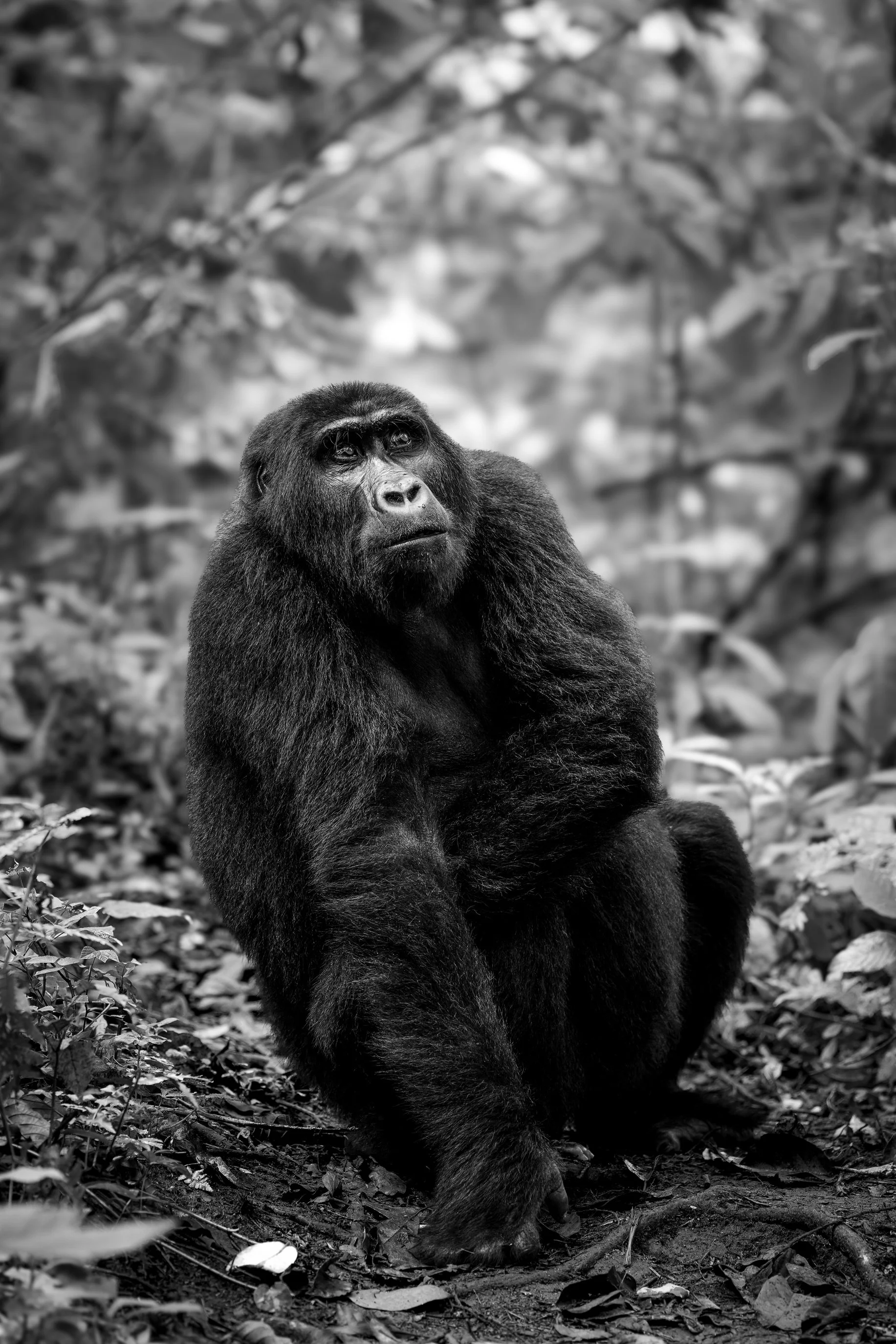 Gorrilla5.jpg