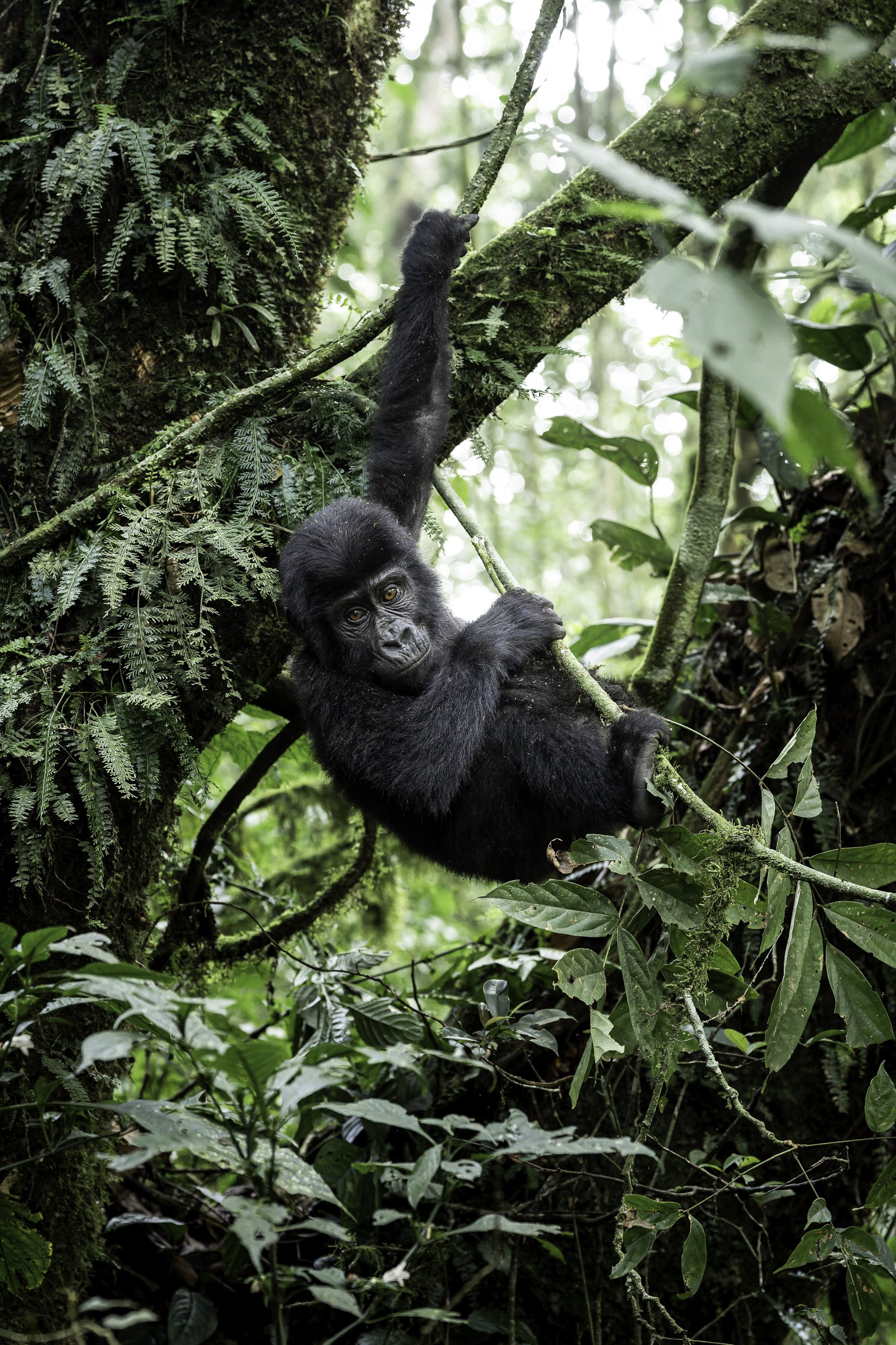 gorilla 104.jpg