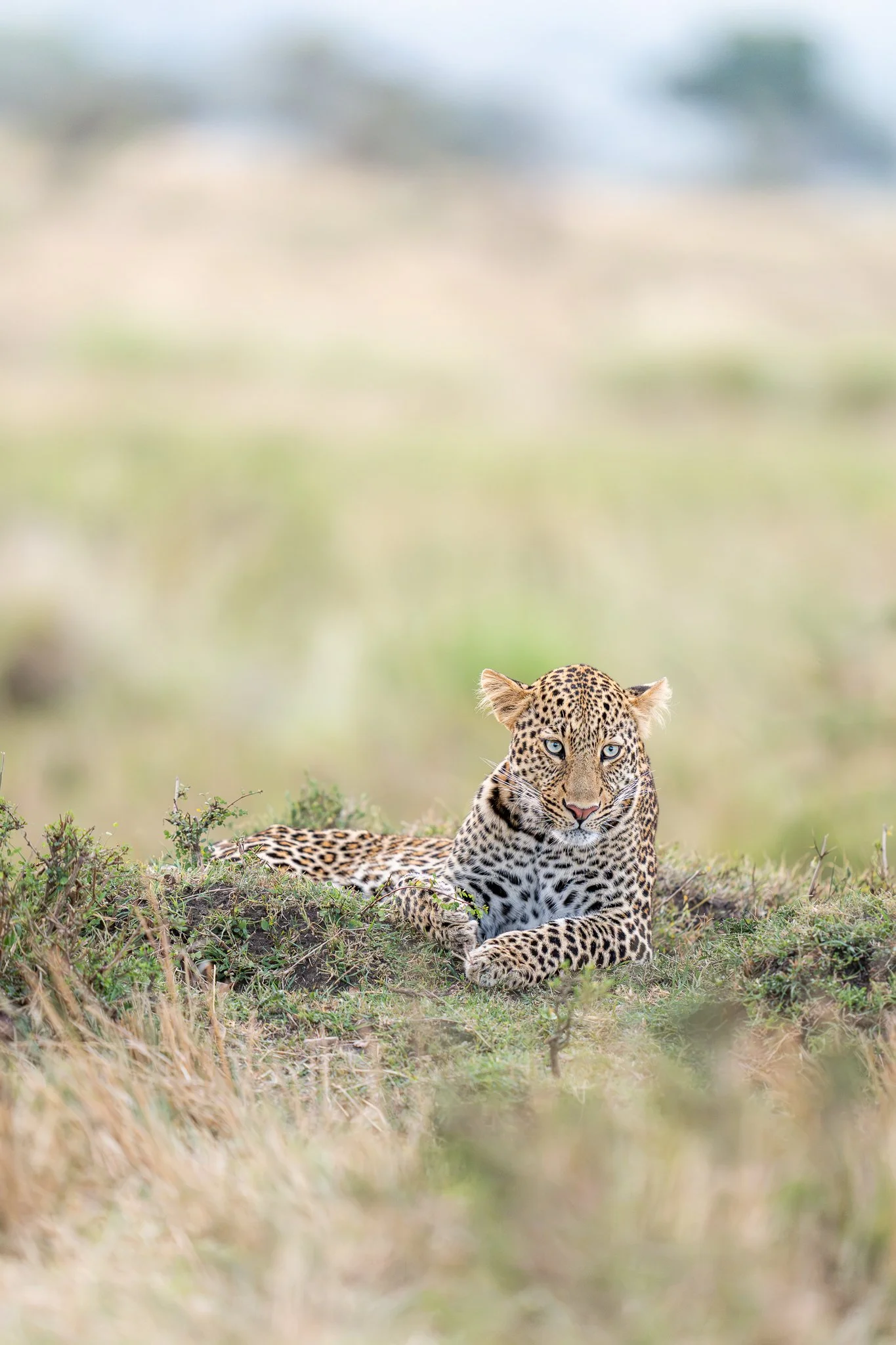 mara_leopard-2.jpg
