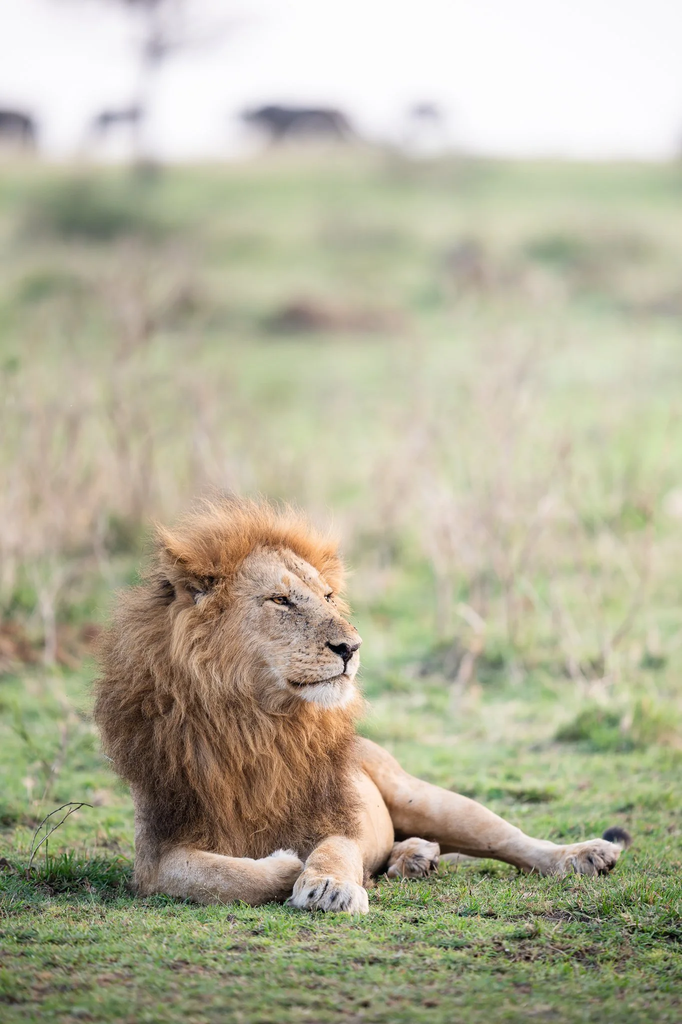 tanzanio_lionserengeti.jpg