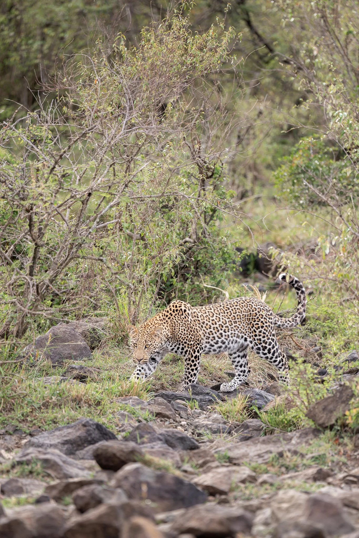 mara_leopard.jpg