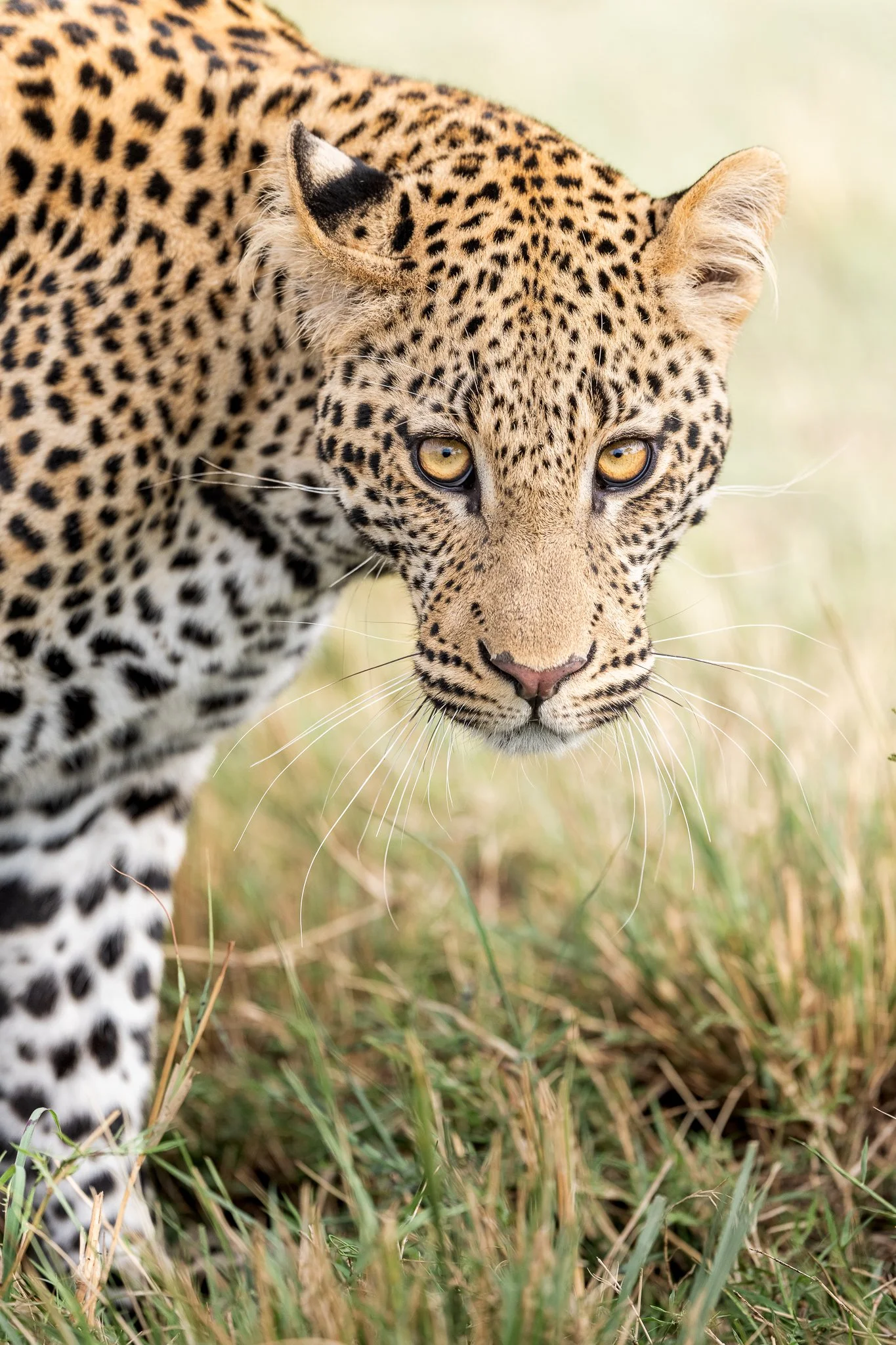 mara_leopard-5.jpg