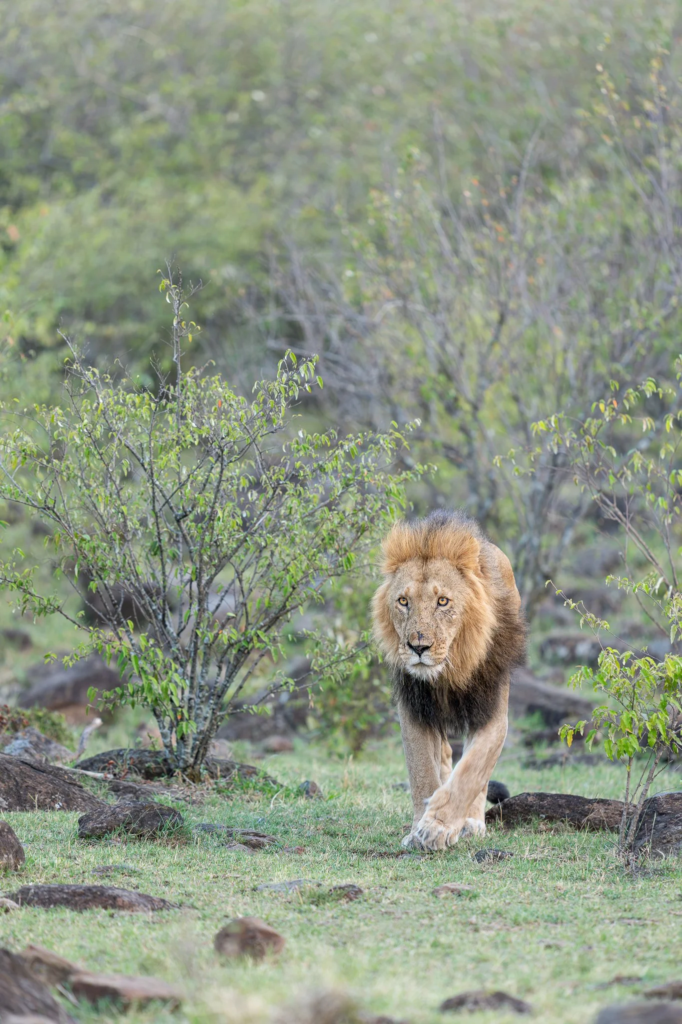 mara_lion1.jpg