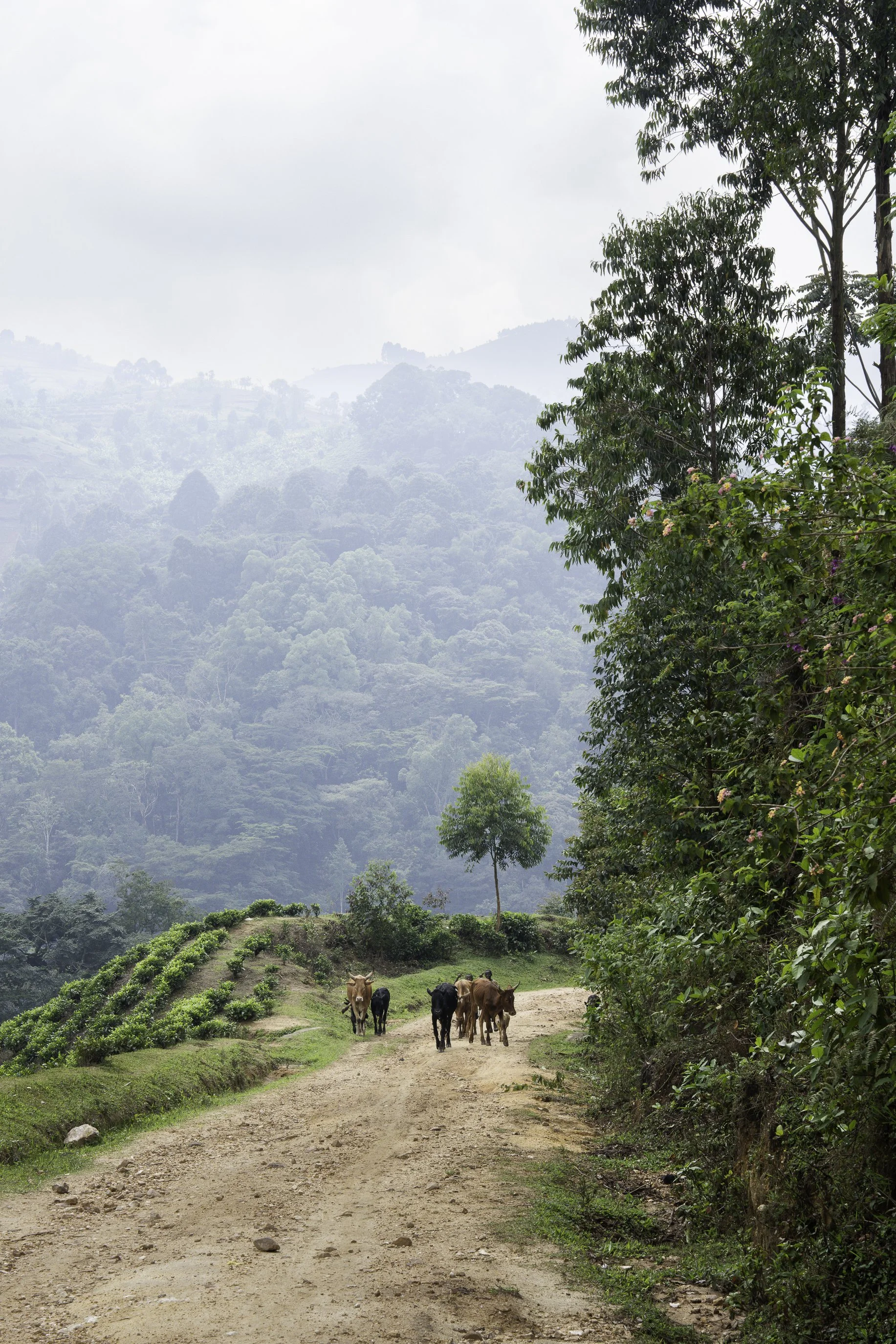 LandscapeUganda4-3.jpg