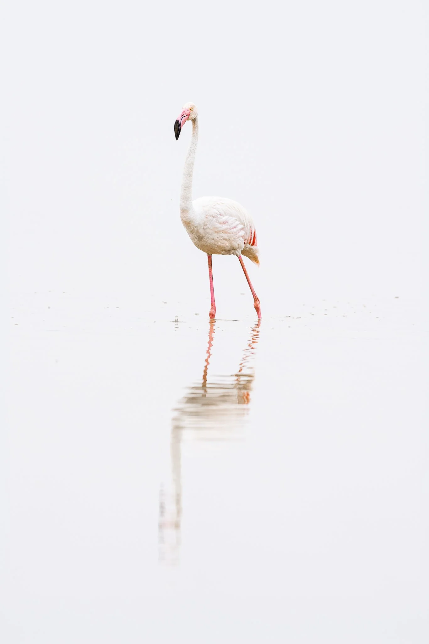 amboseli_greater_flamingo.jpg