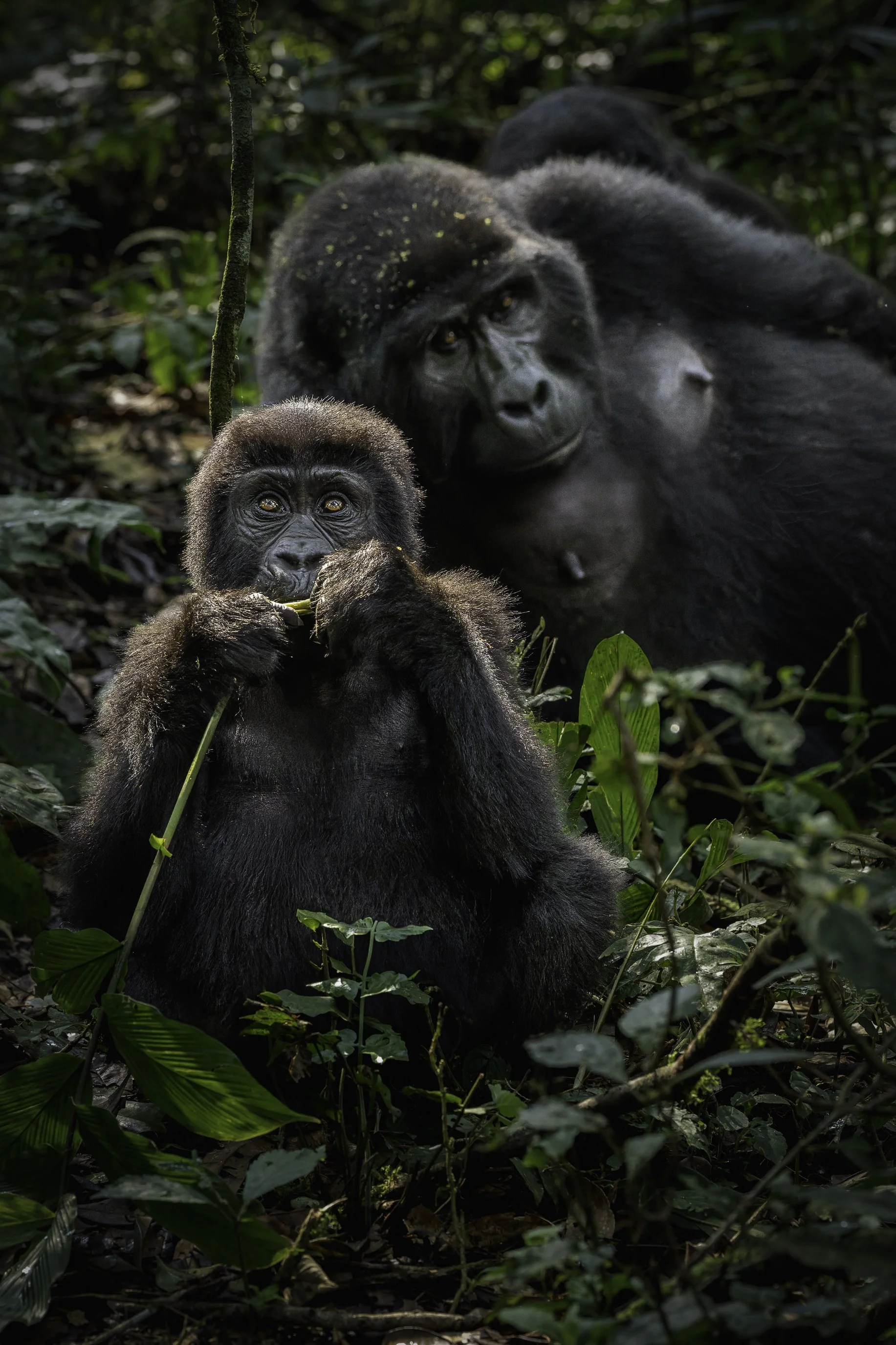 gorilla 11.jpg