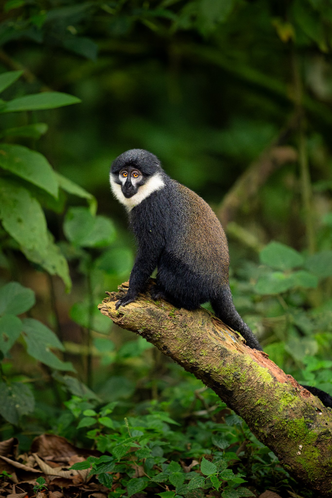 tanzanio_monkey3.jpg