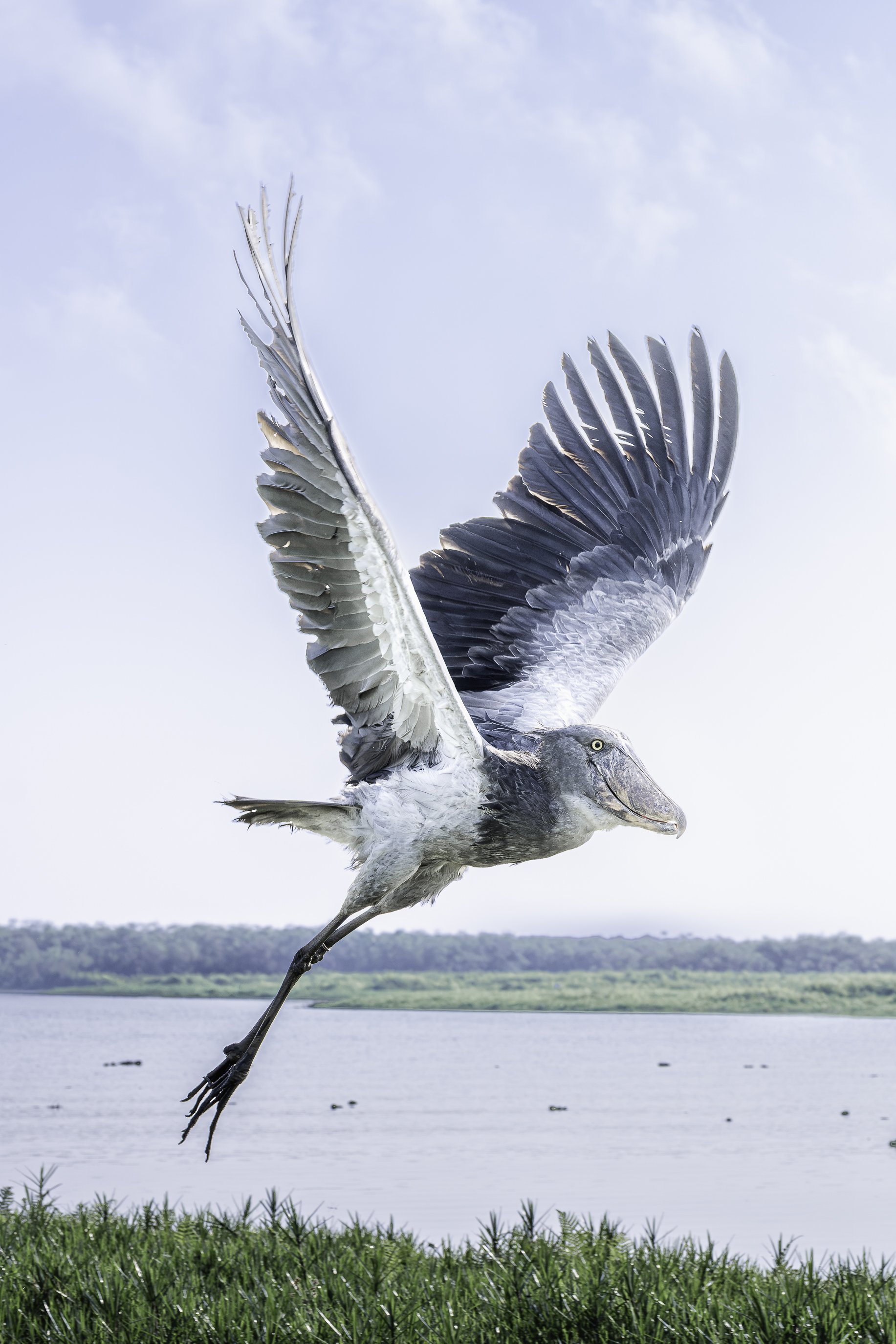 shoebill sb5.jpg