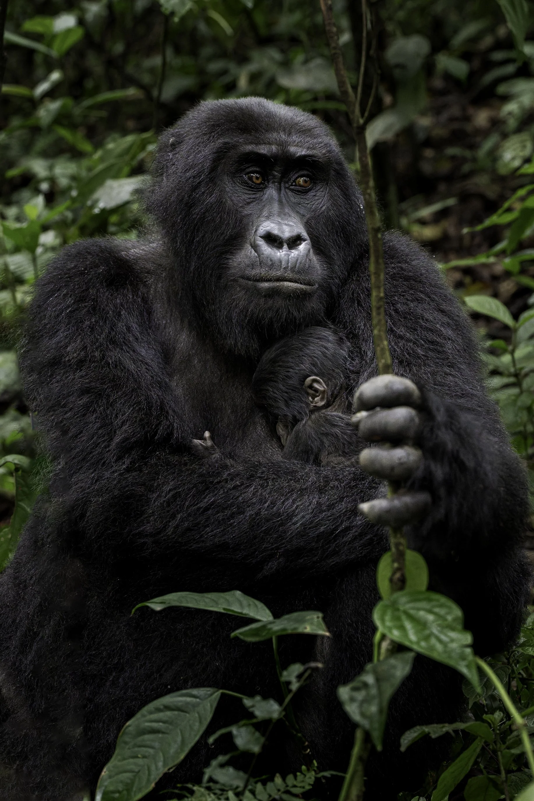 gorilla 12.jpg