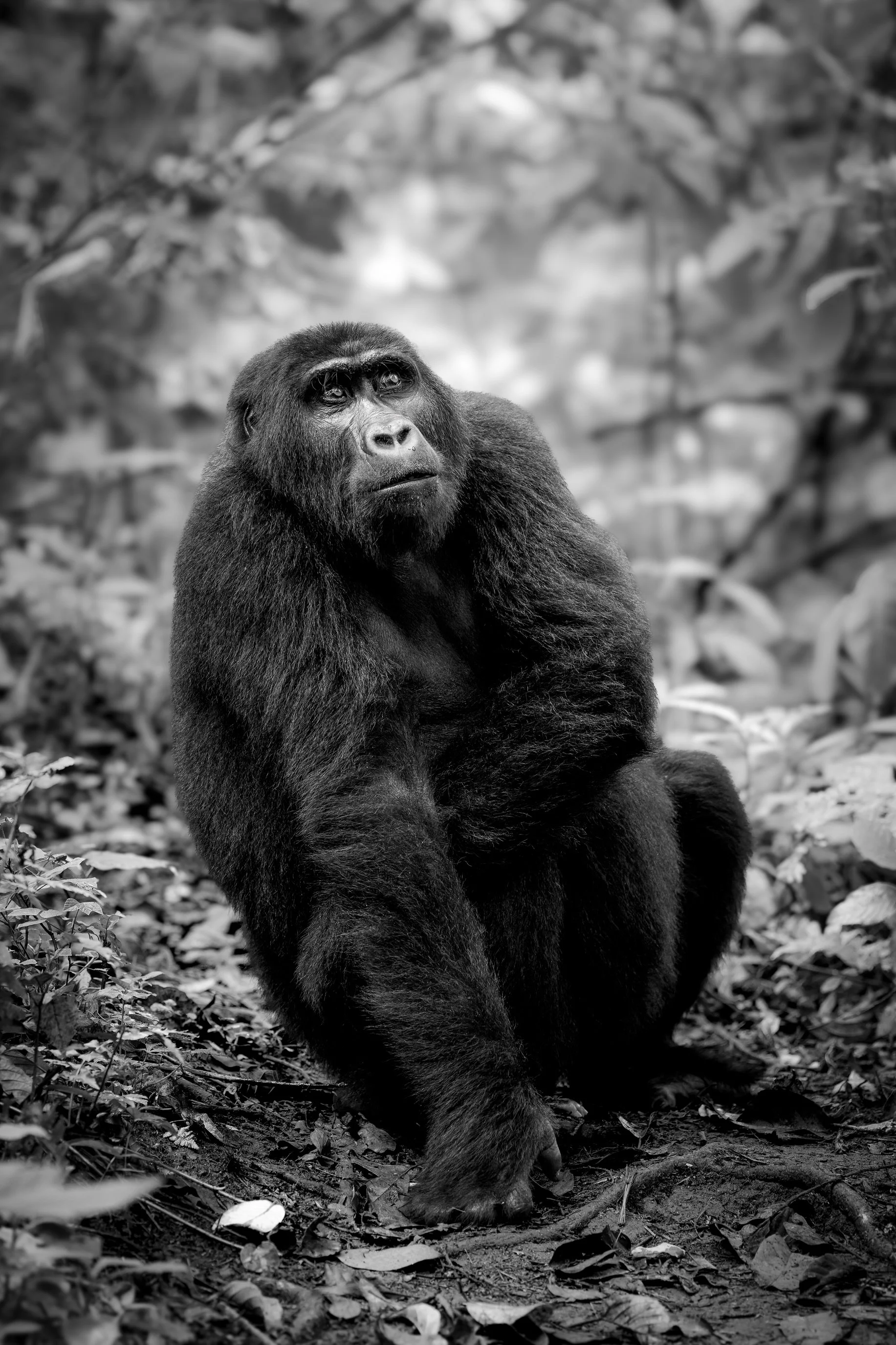 gorilla+srgb_new14.jpg