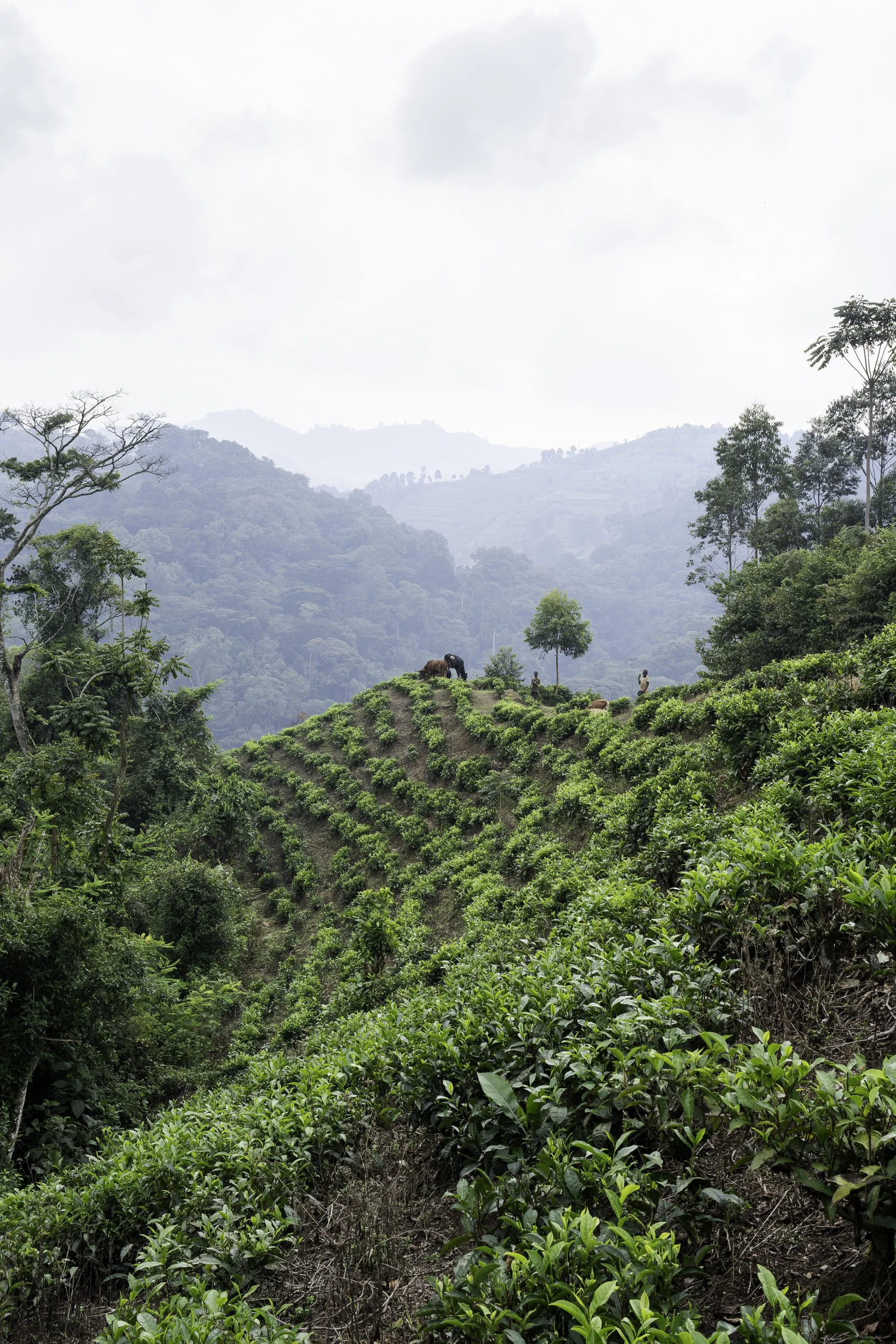 LandscapeUganda4.jpg