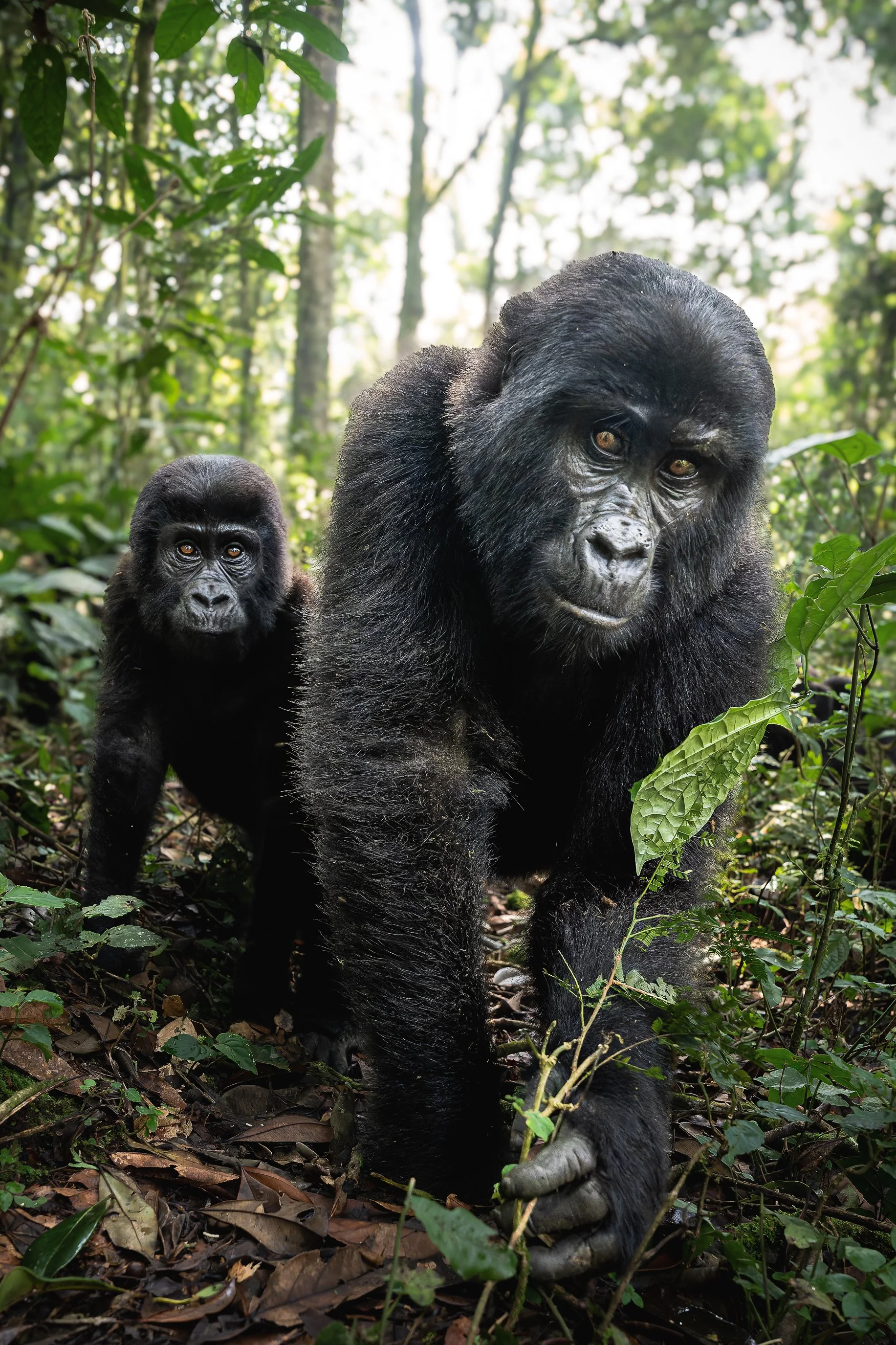 gorilla+srgb_new9.jpg
