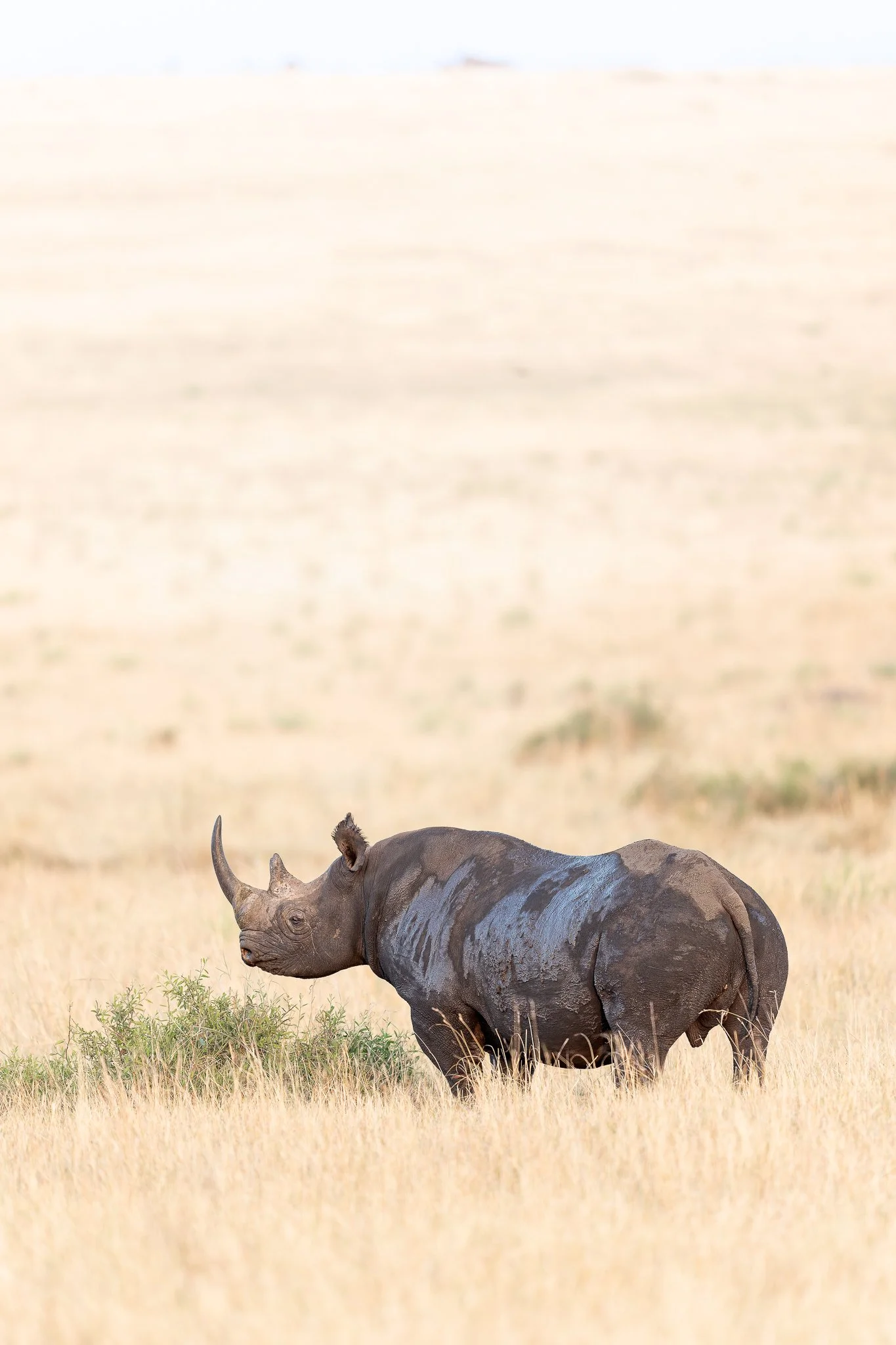 tanzanio_blackrhino.jpg