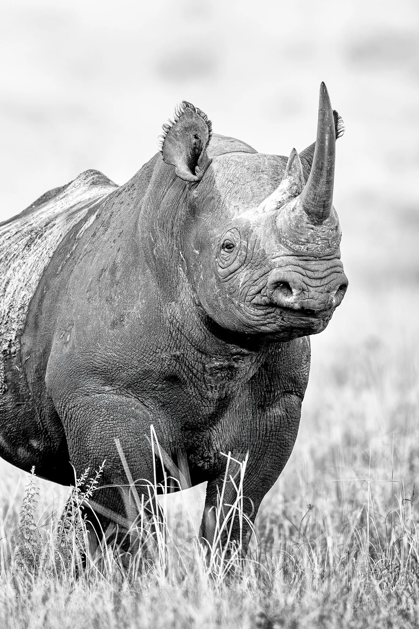 tanzanio_rhino2.jpg