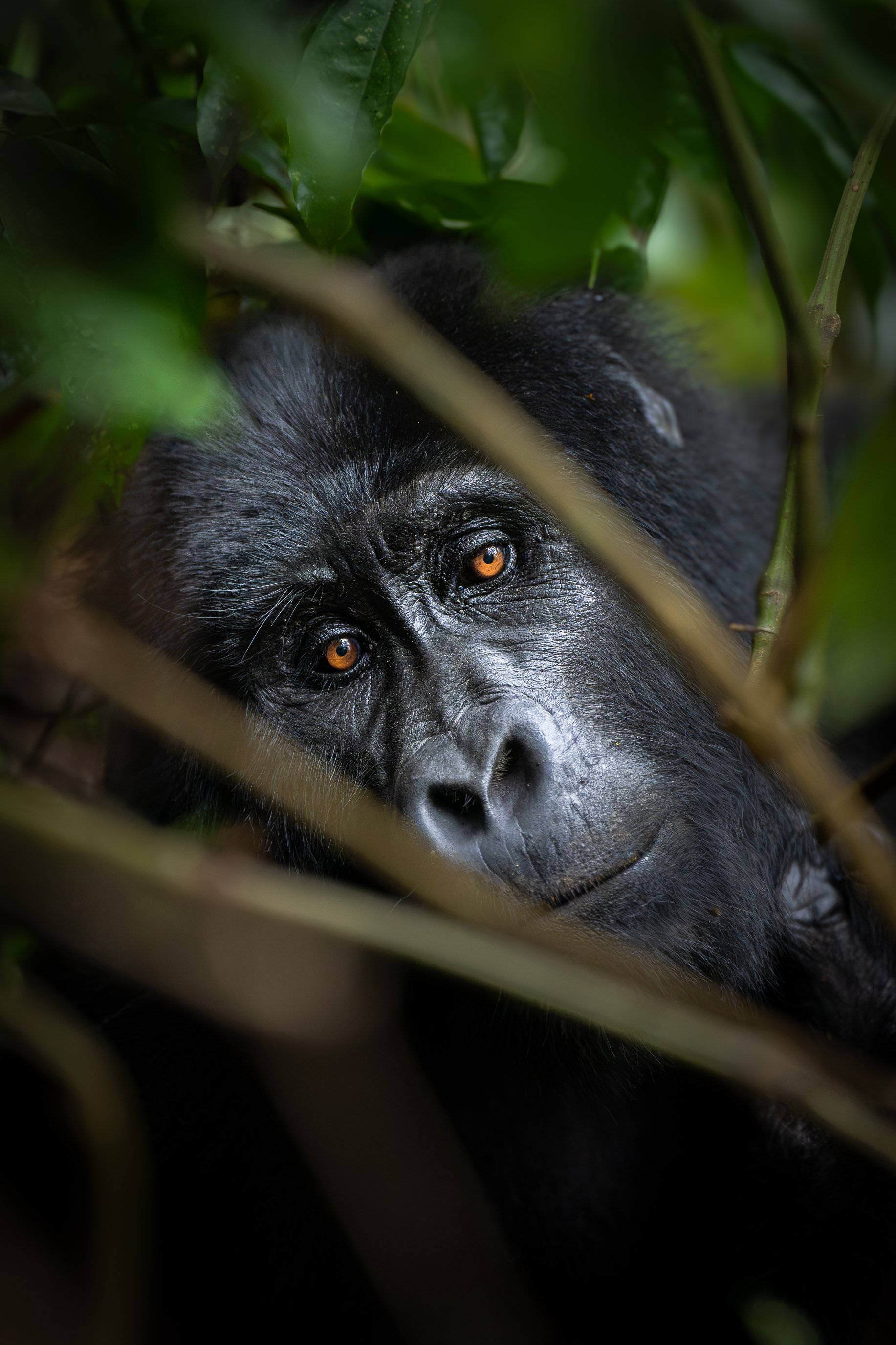 gorilla+srgb_new11.jpg