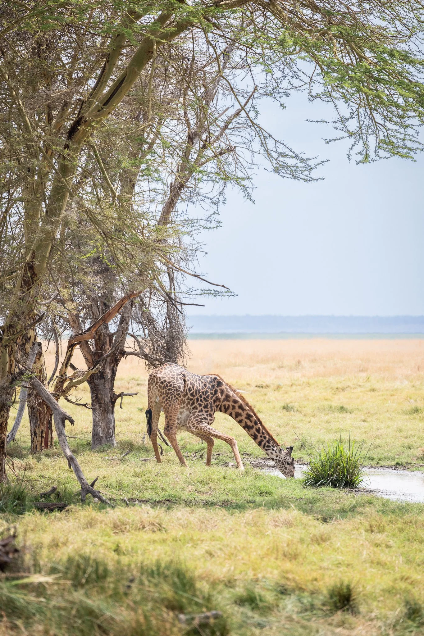 amboseli_giraffe3.jpg