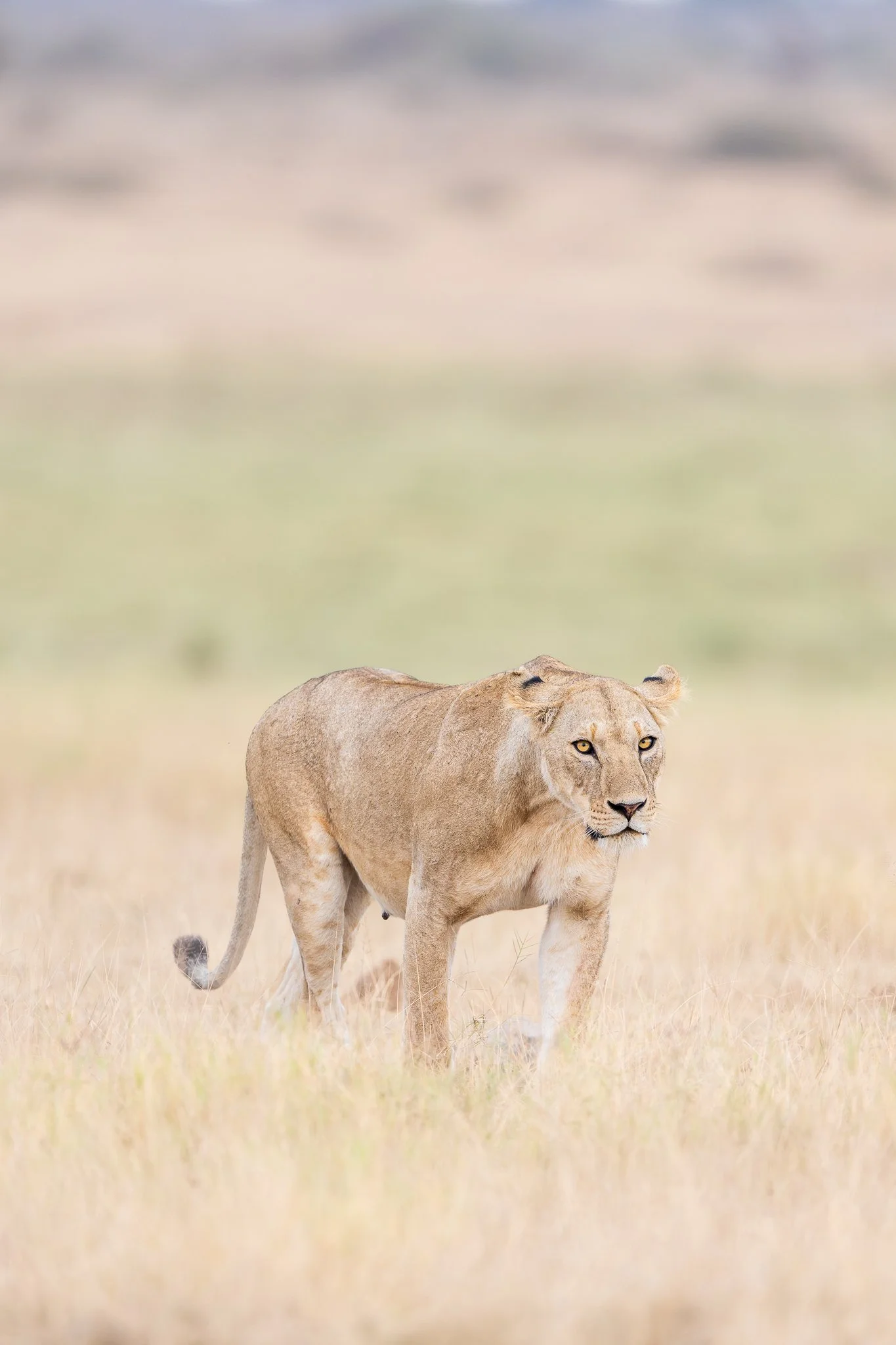 amboseli_lioness.jpg