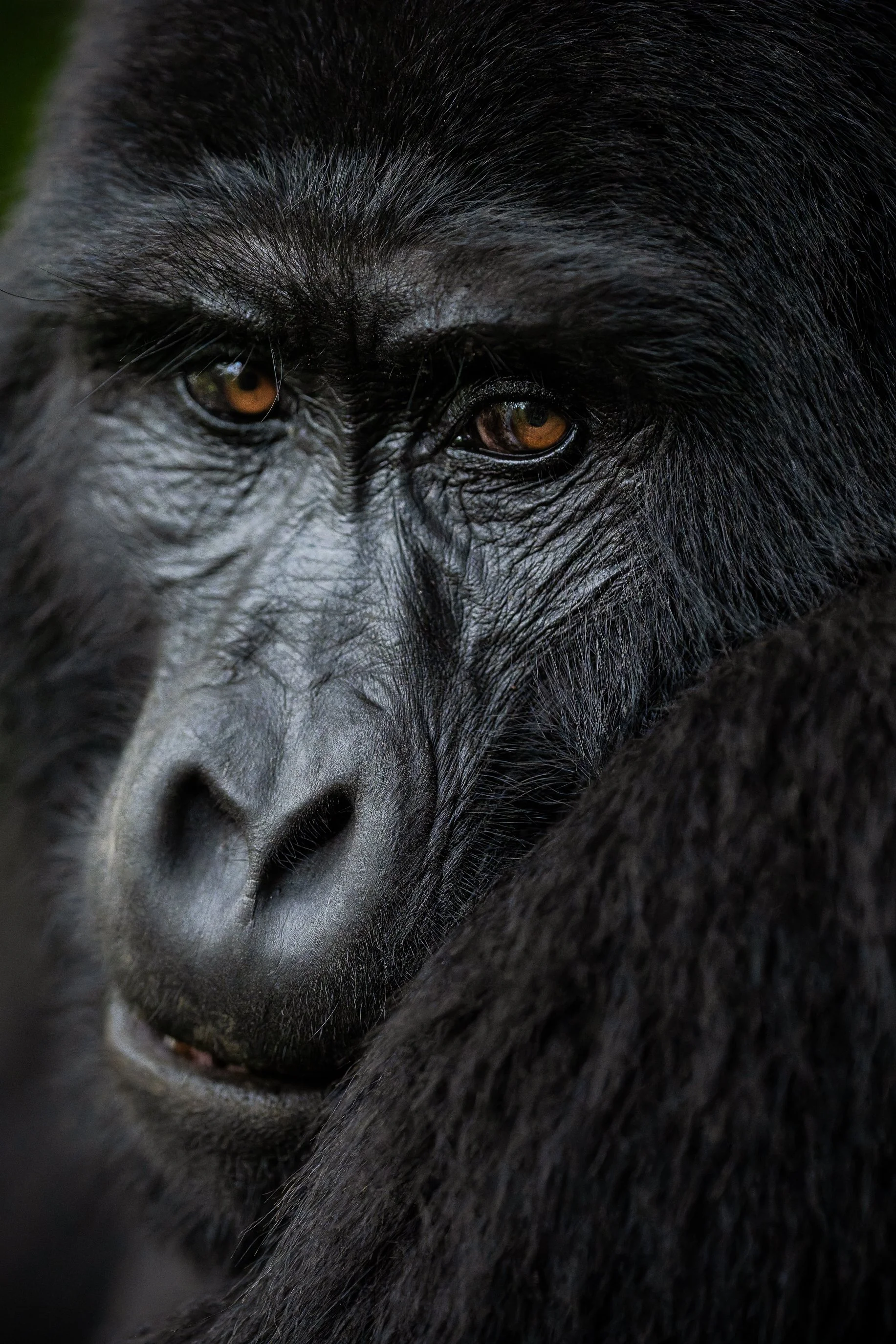 gorilla+srgb_new12.jpg