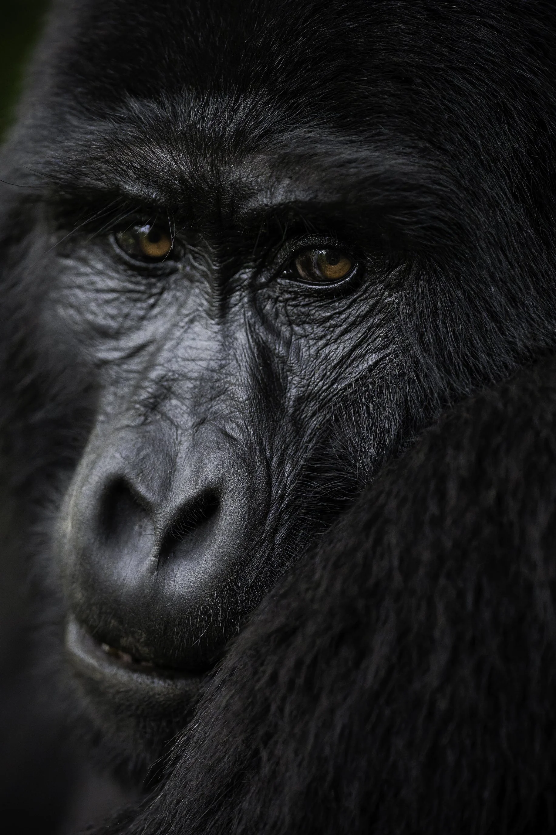 Gorrilla2.jpg