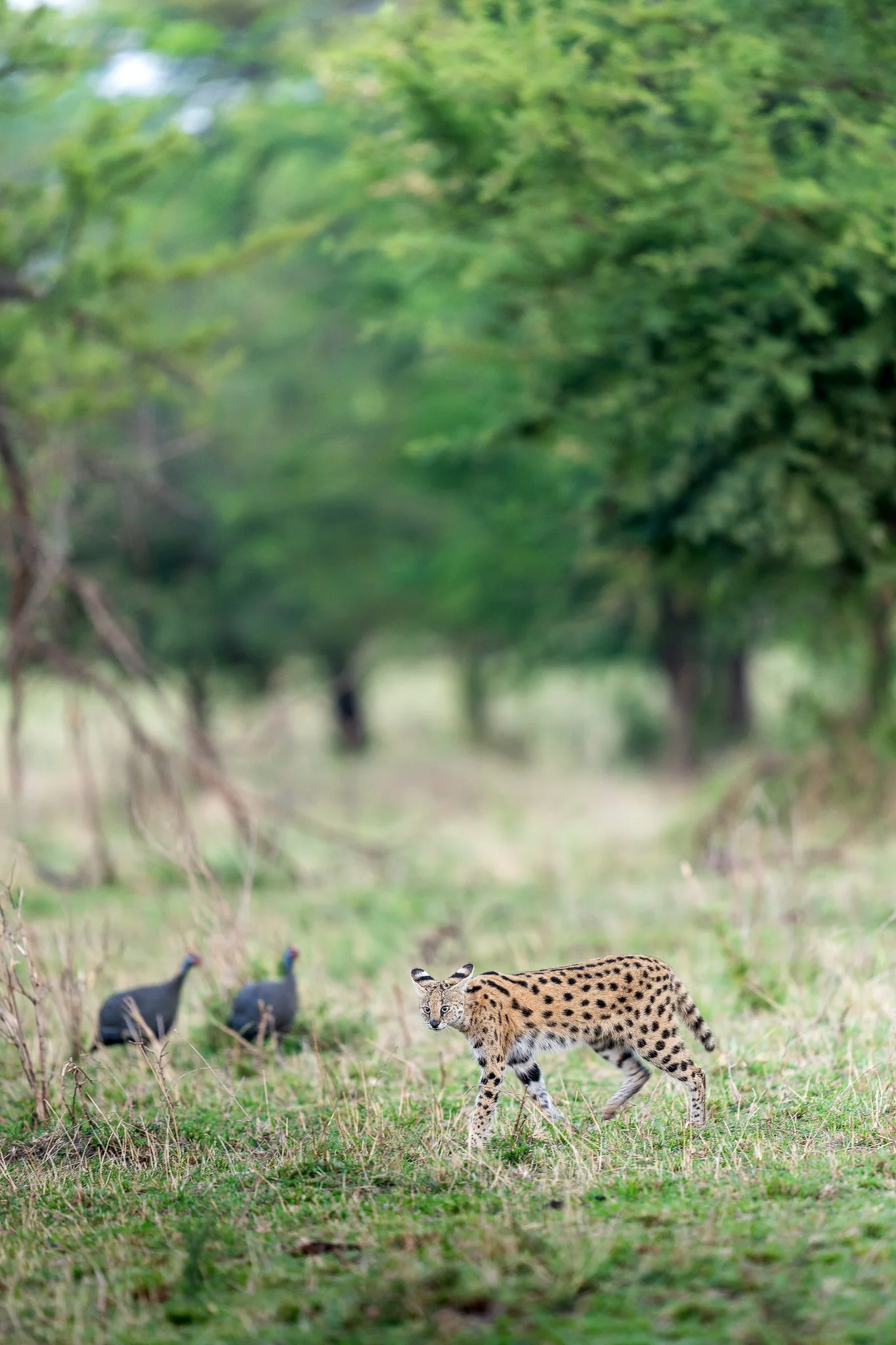 tanzanio_serval-2.jpg