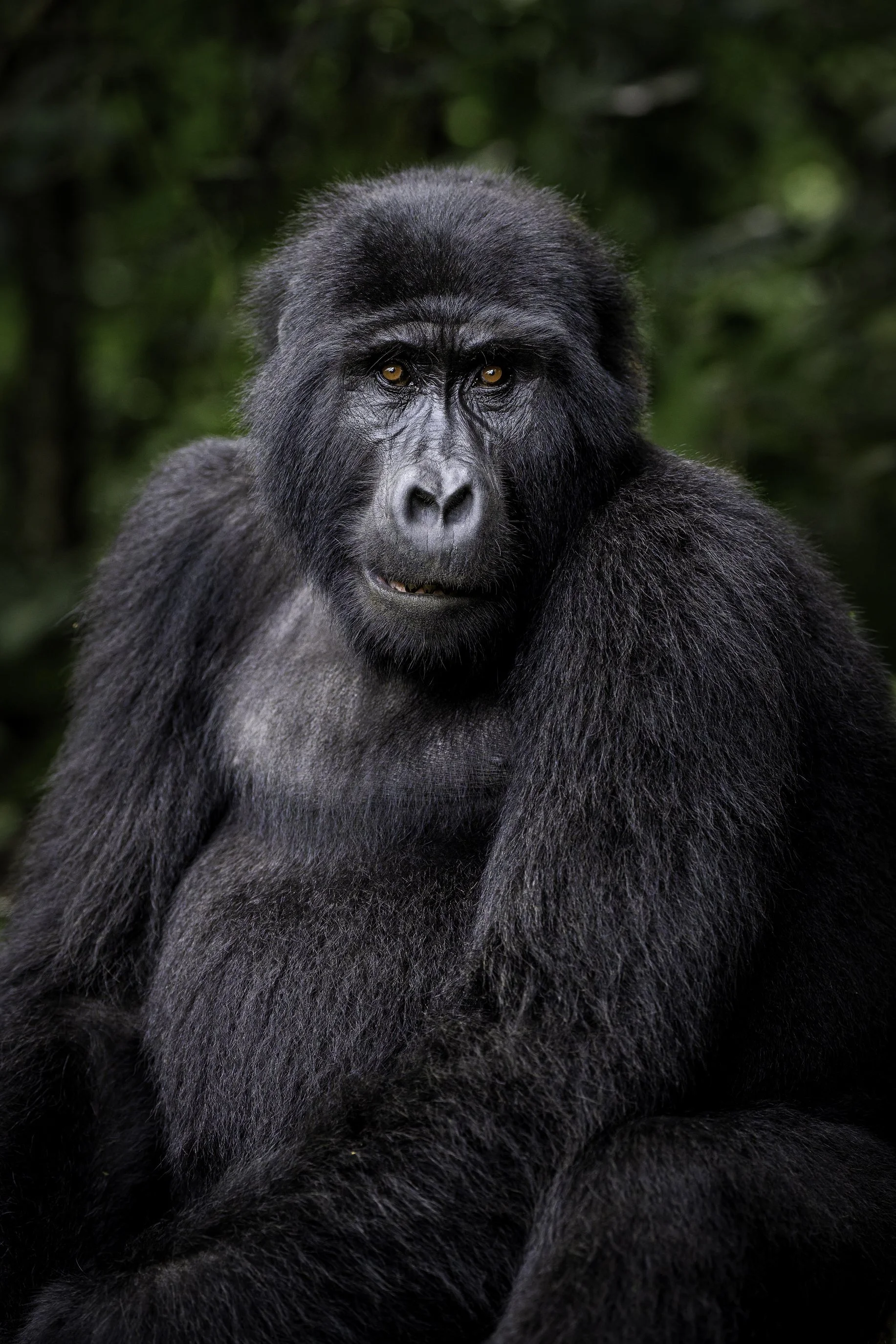 Gorrilla4.jpg