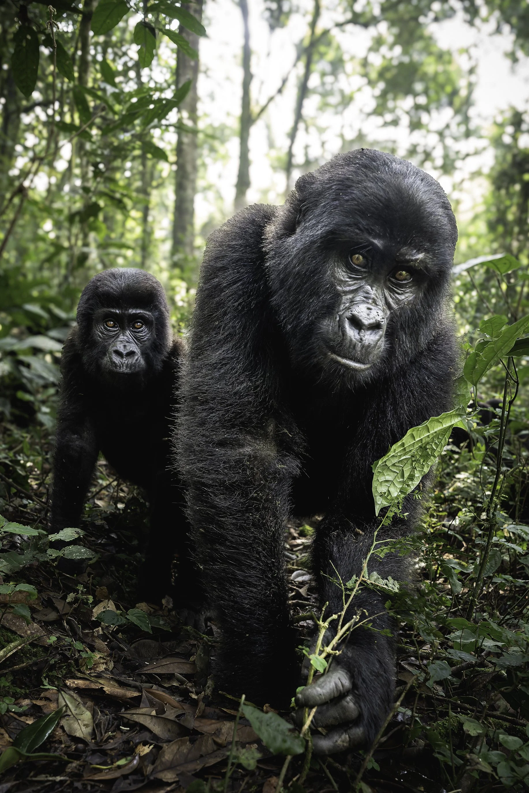 gorilla 102.jpg