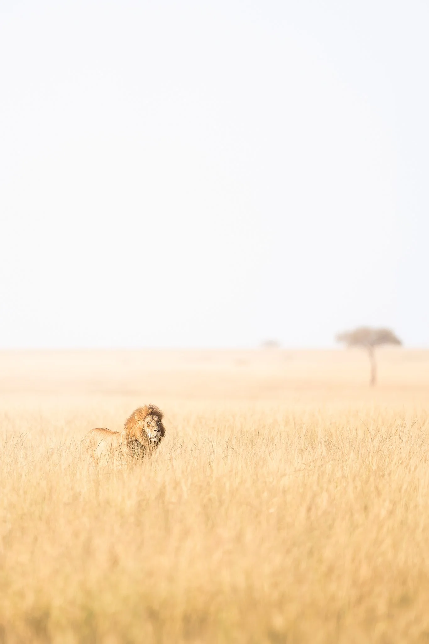 mara_lionfield.jpg