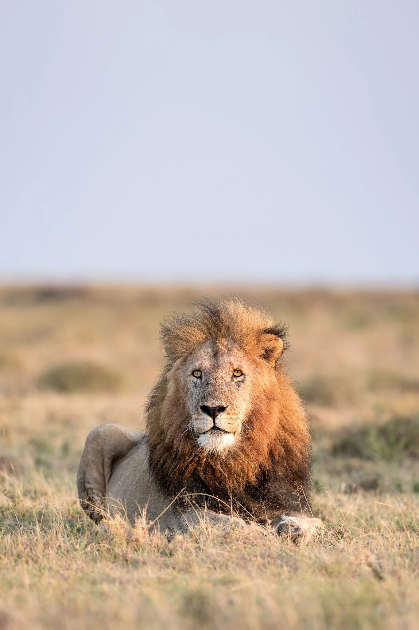 mara_lionsun2.jpg