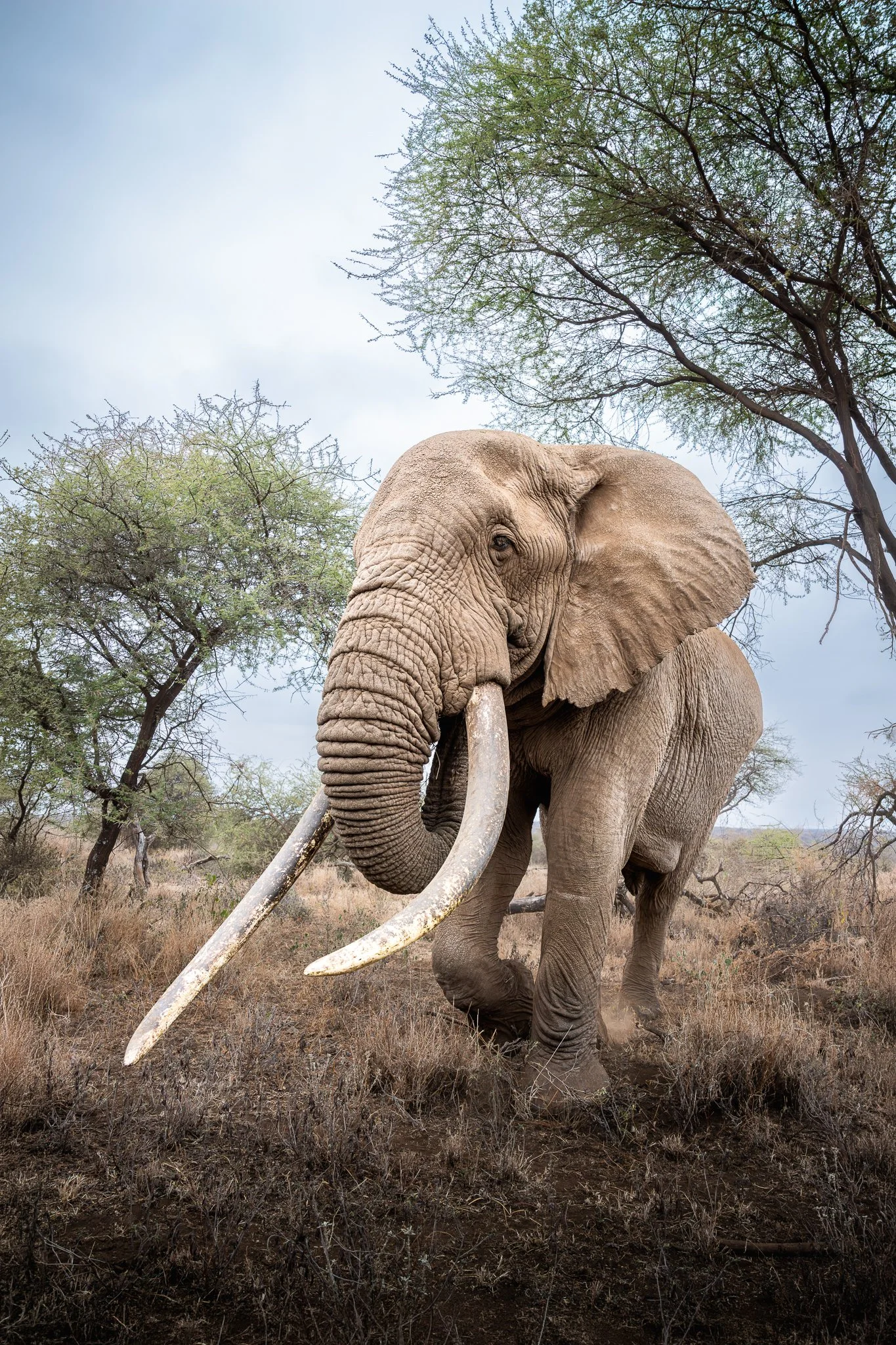 amboseli_TJ.jpg