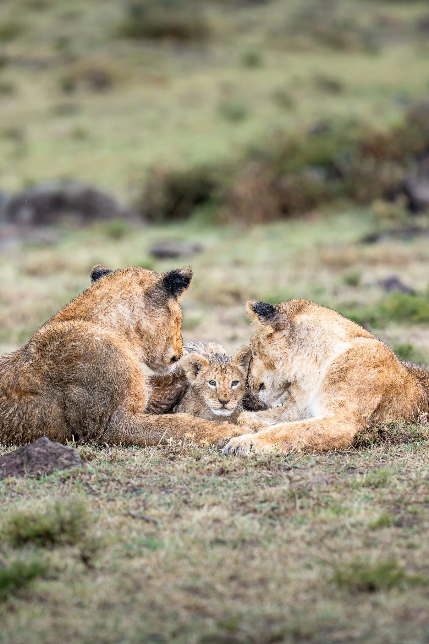 mara_lioncub.jpg