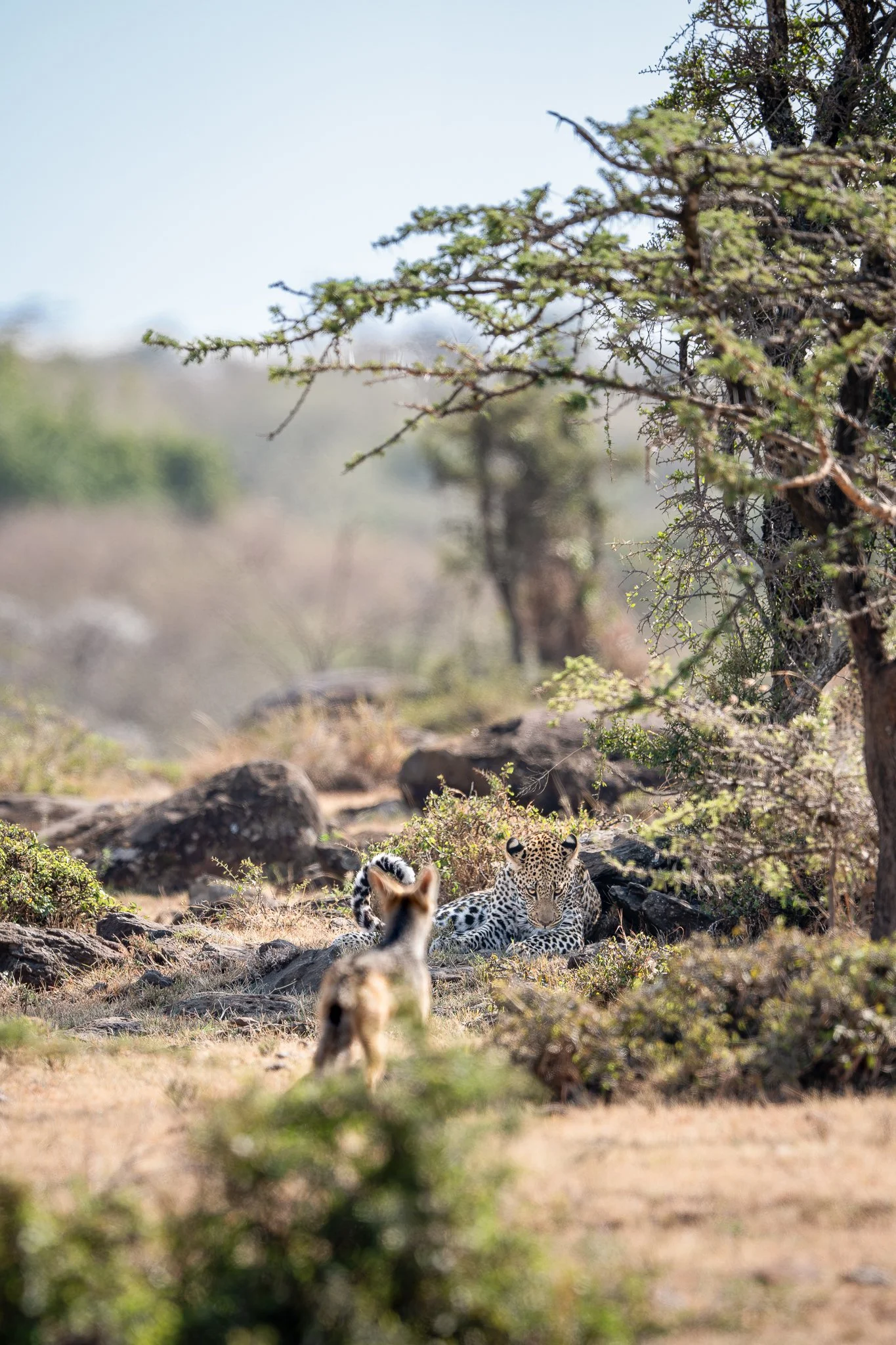 mara_leopard6.jpg