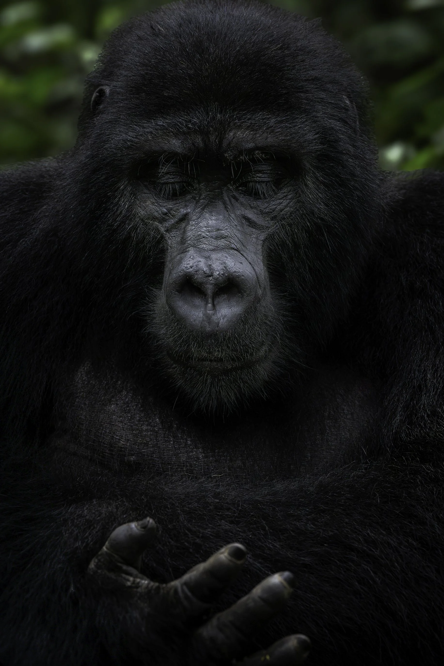 gorilla 101.jpg