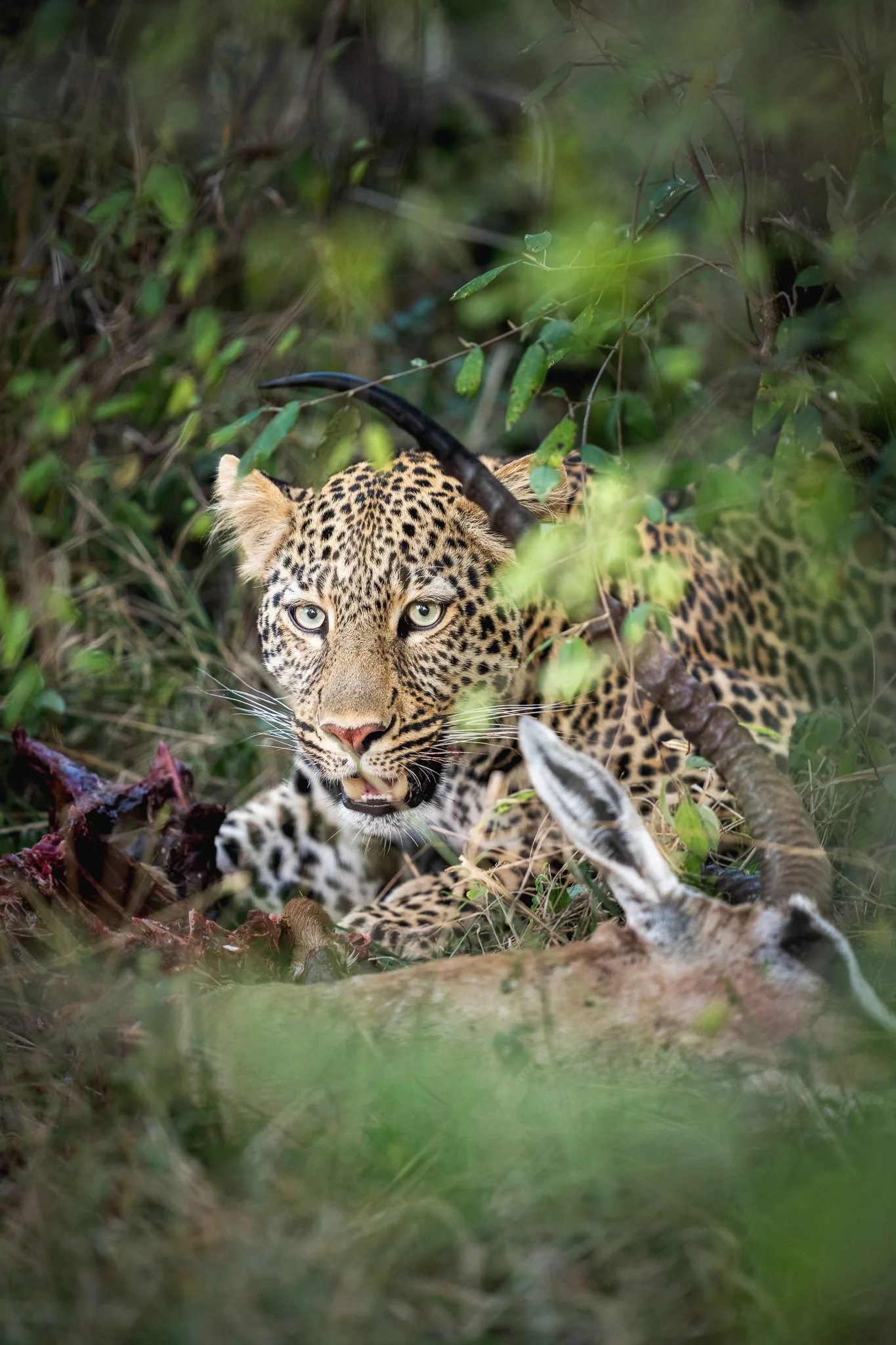 mara_leopard3.jpg