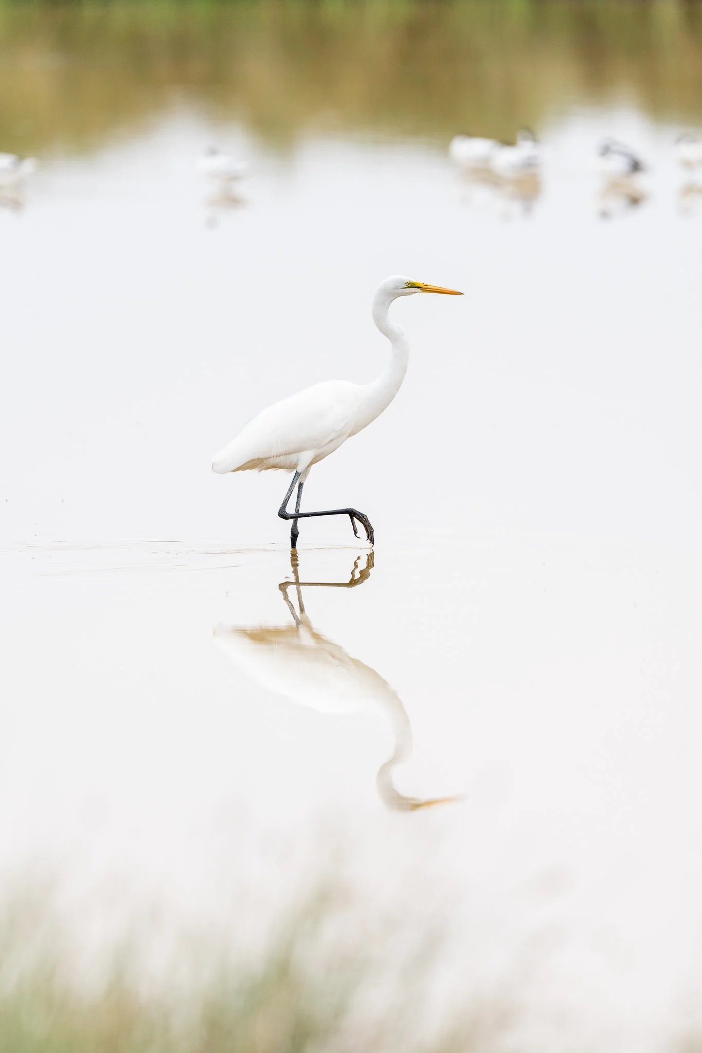 amboseli_bird1.jpg