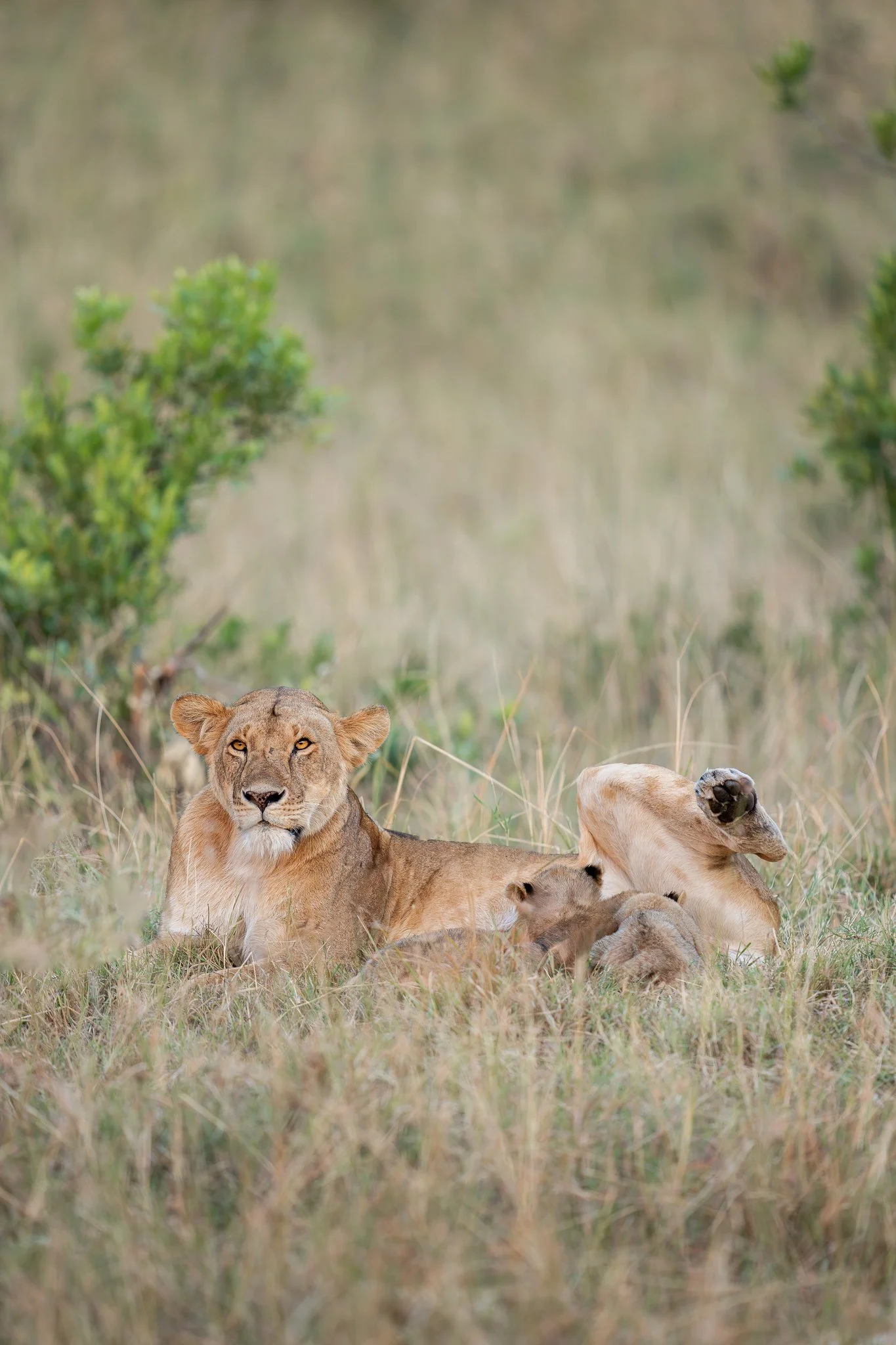 amboseli_greater_lionfeed.jpg