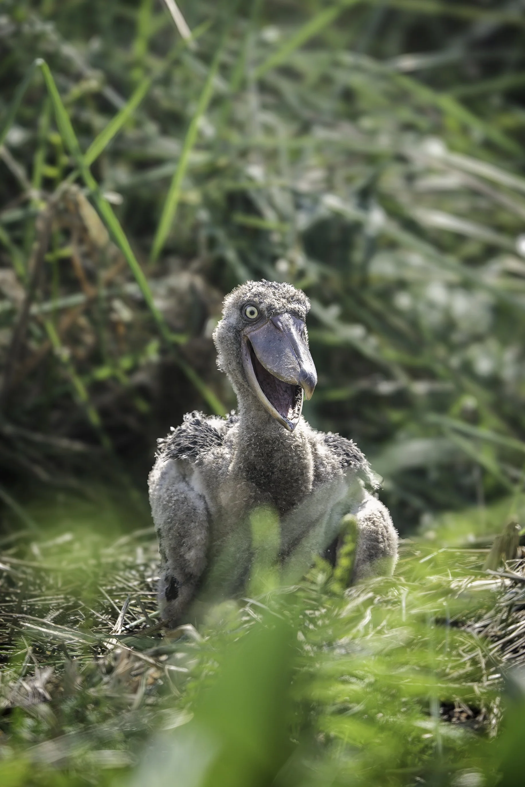 shoebill 1.jpg