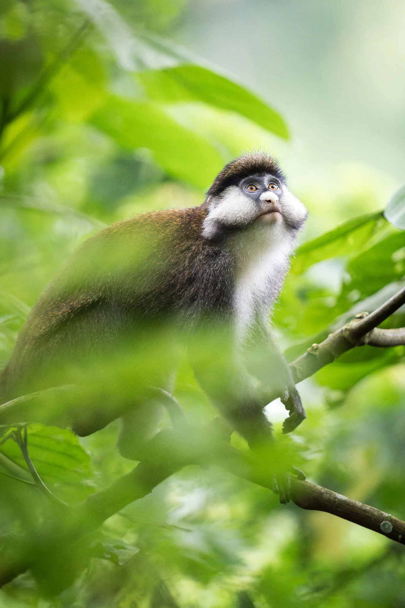 tanzanio_monkey2.jpg