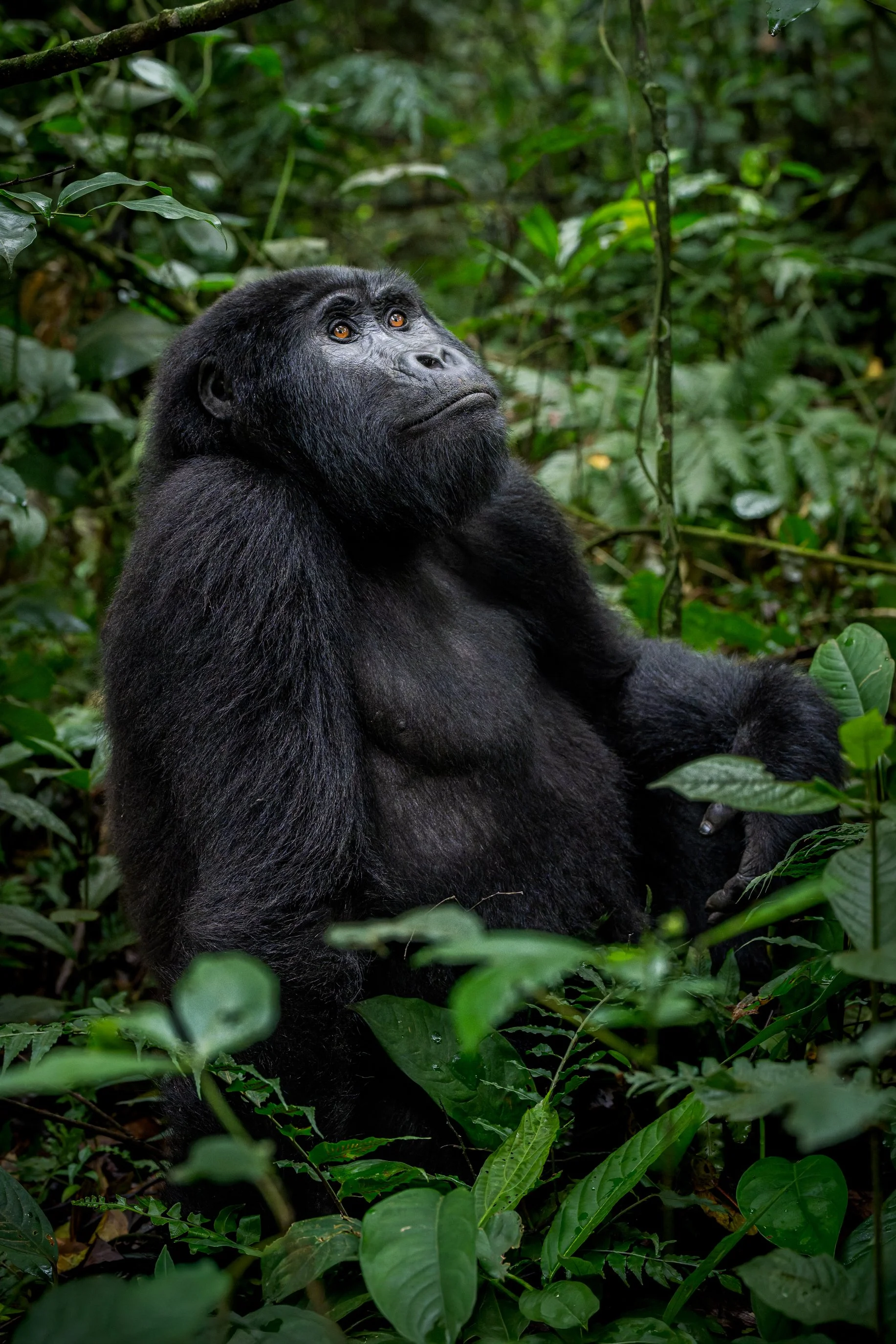 gorilla+srgb_new16.jpg