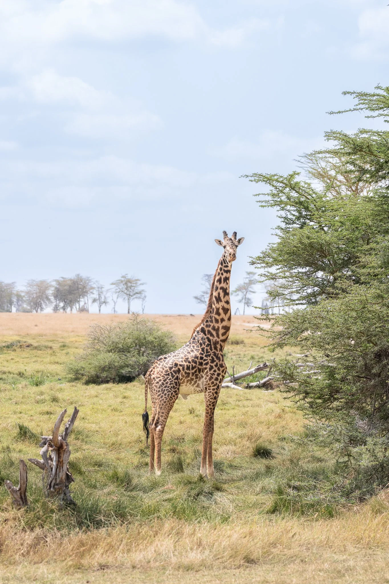 amboseli_giraffe2.jpg