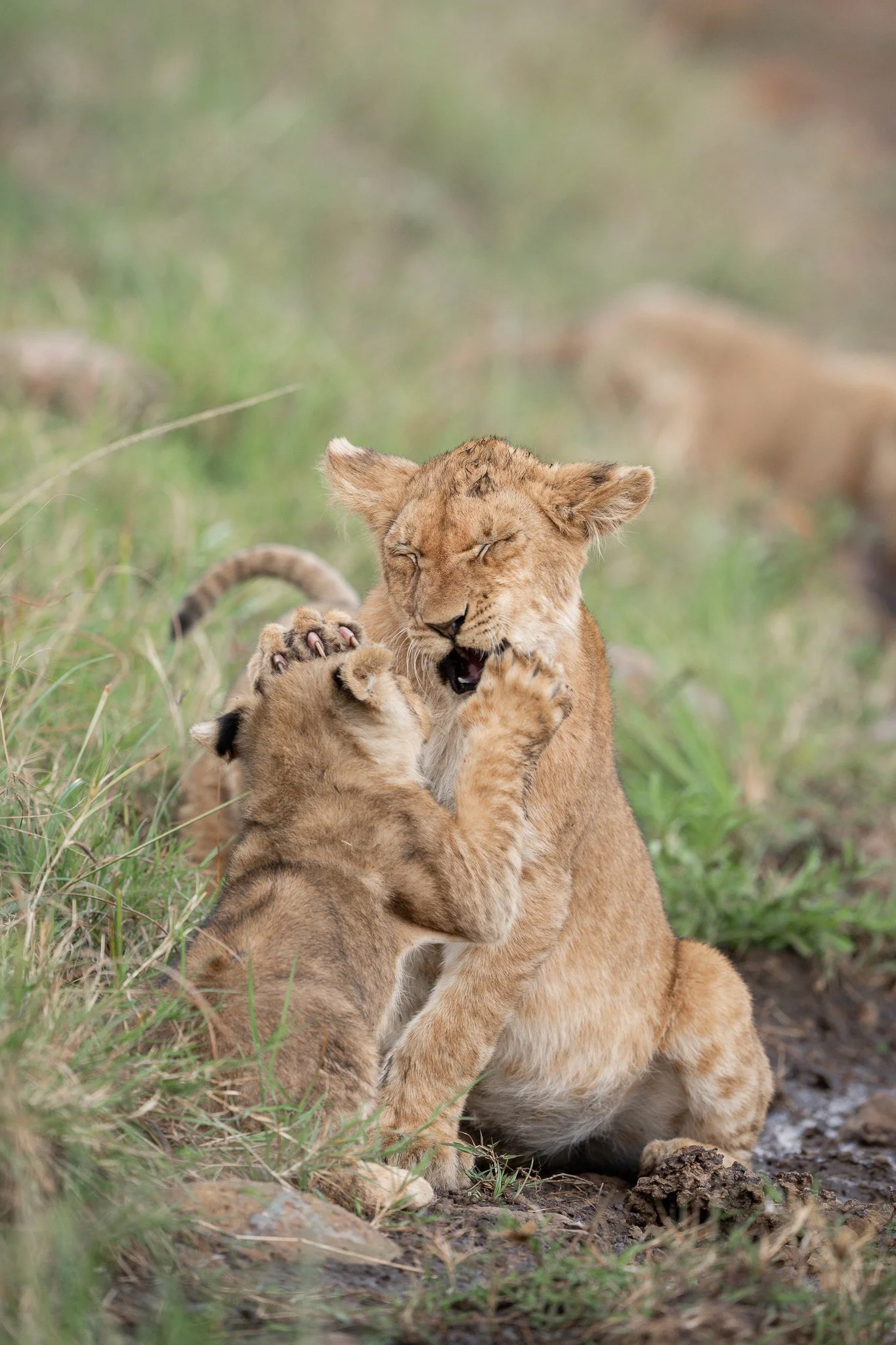 amboseli_greater_lioncub2.jpg