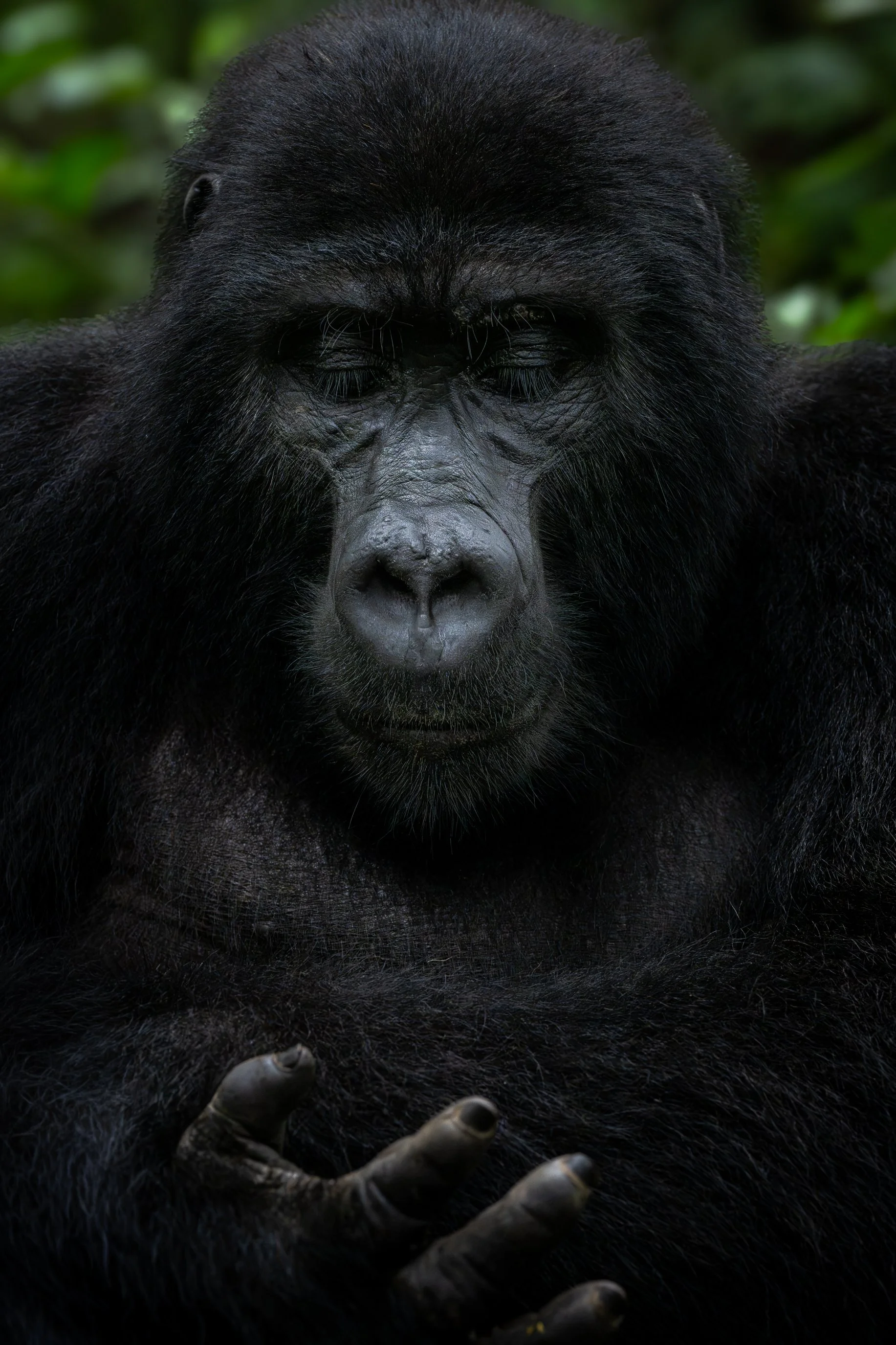 gorilla+srgb_new17.jpg