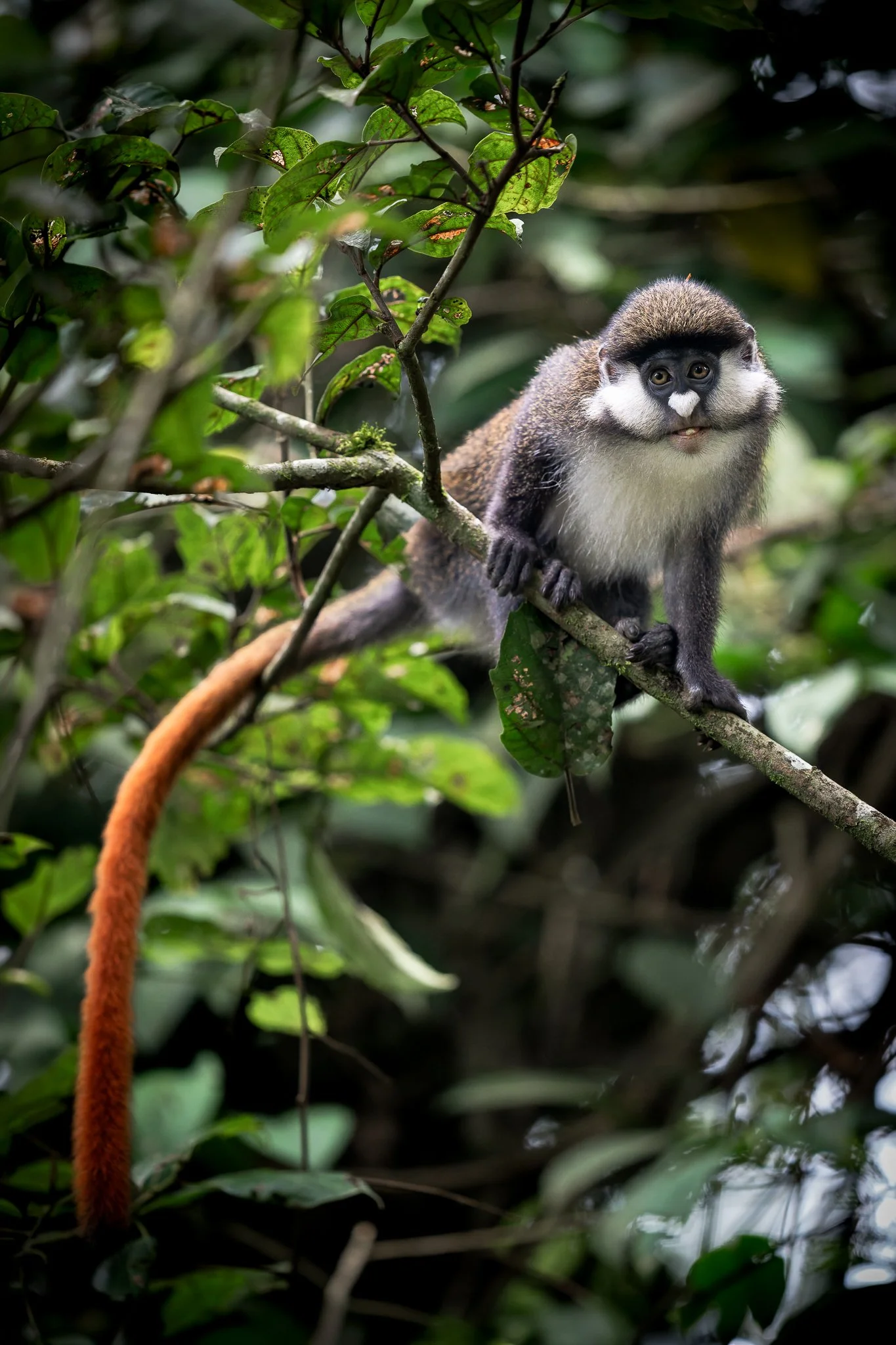 tanzanio_monkey-2.jpg
