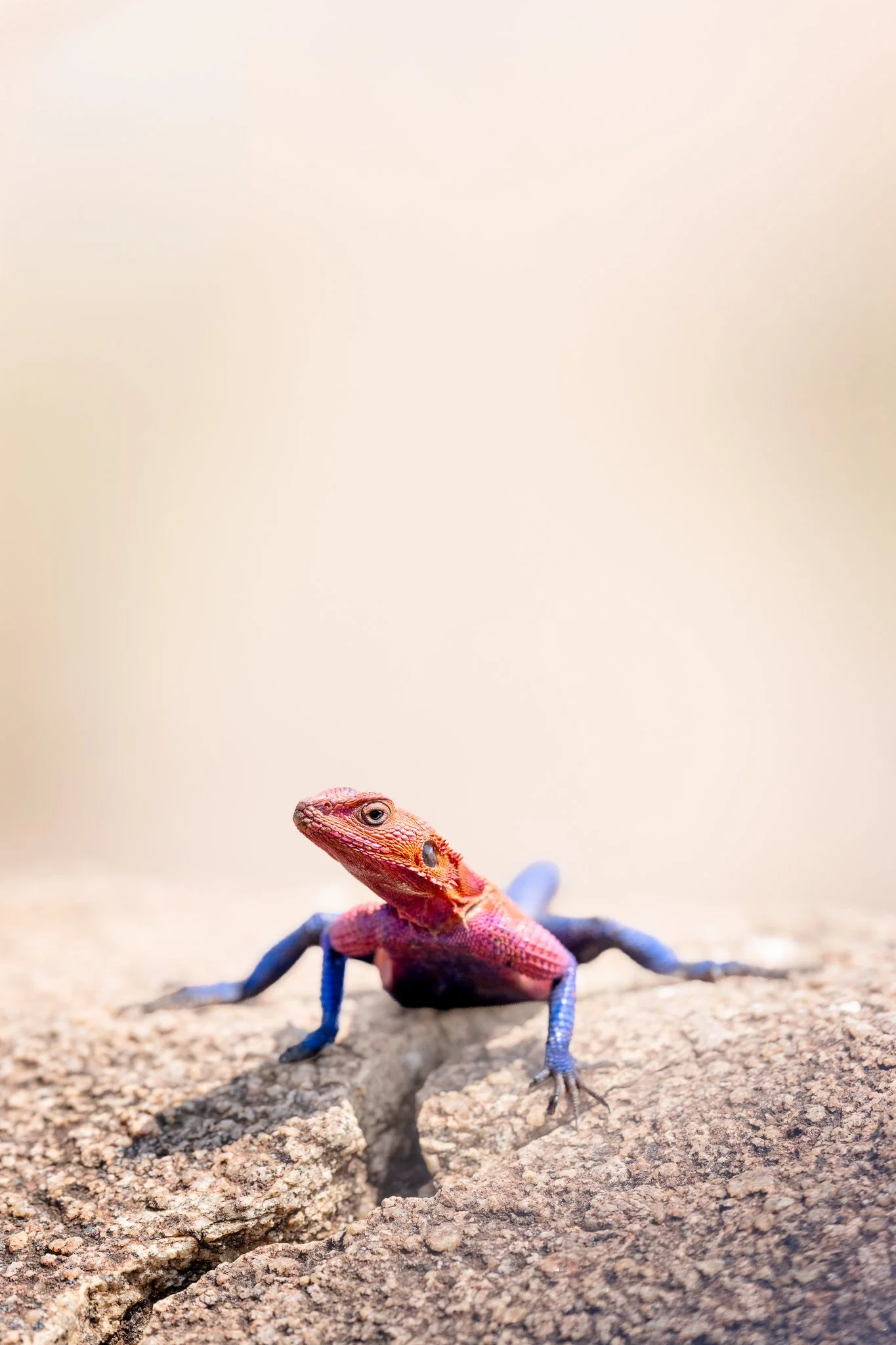 tanzanio_lizard.jpg