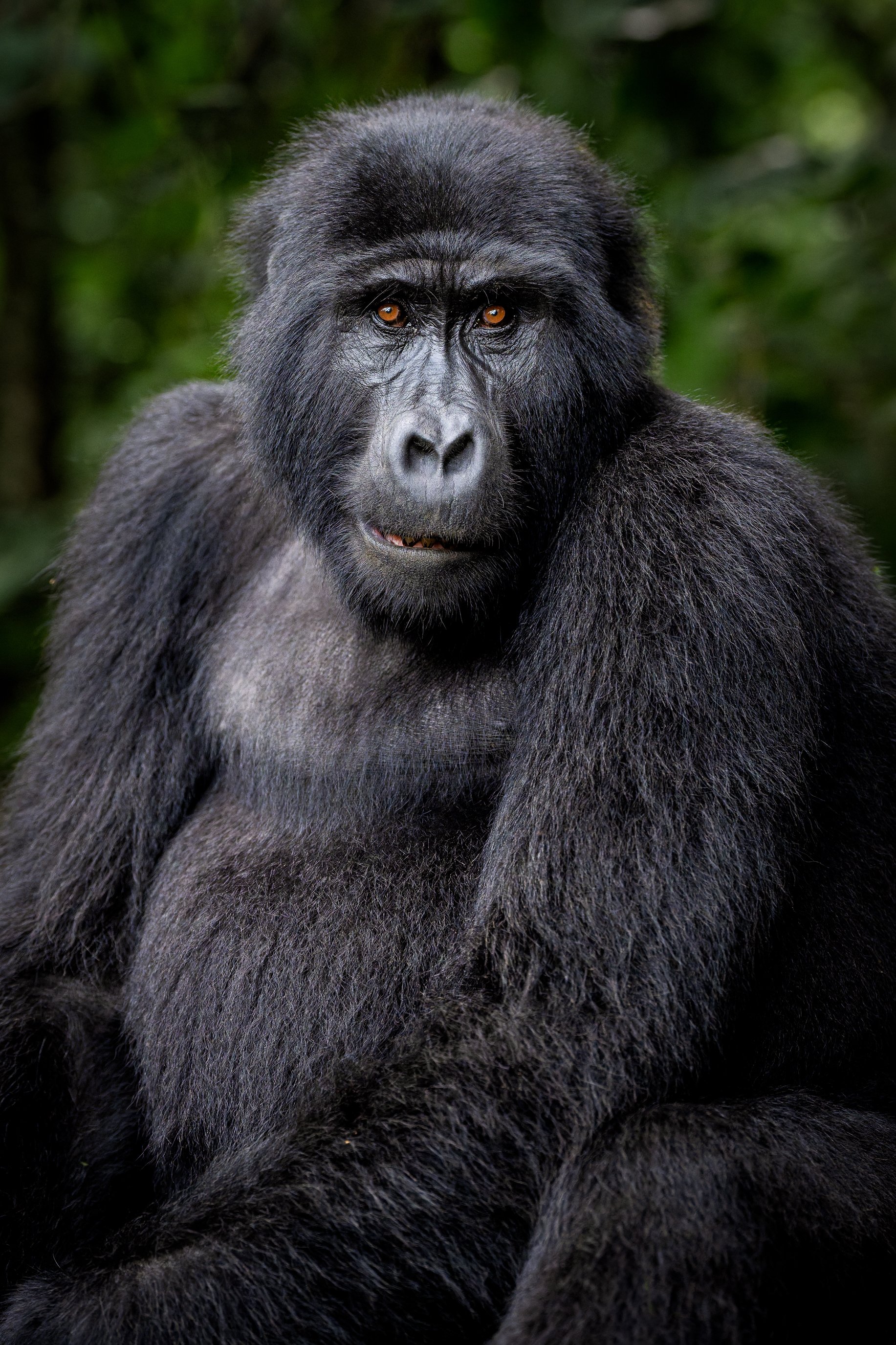 gorilla+srgb_new13.jpg